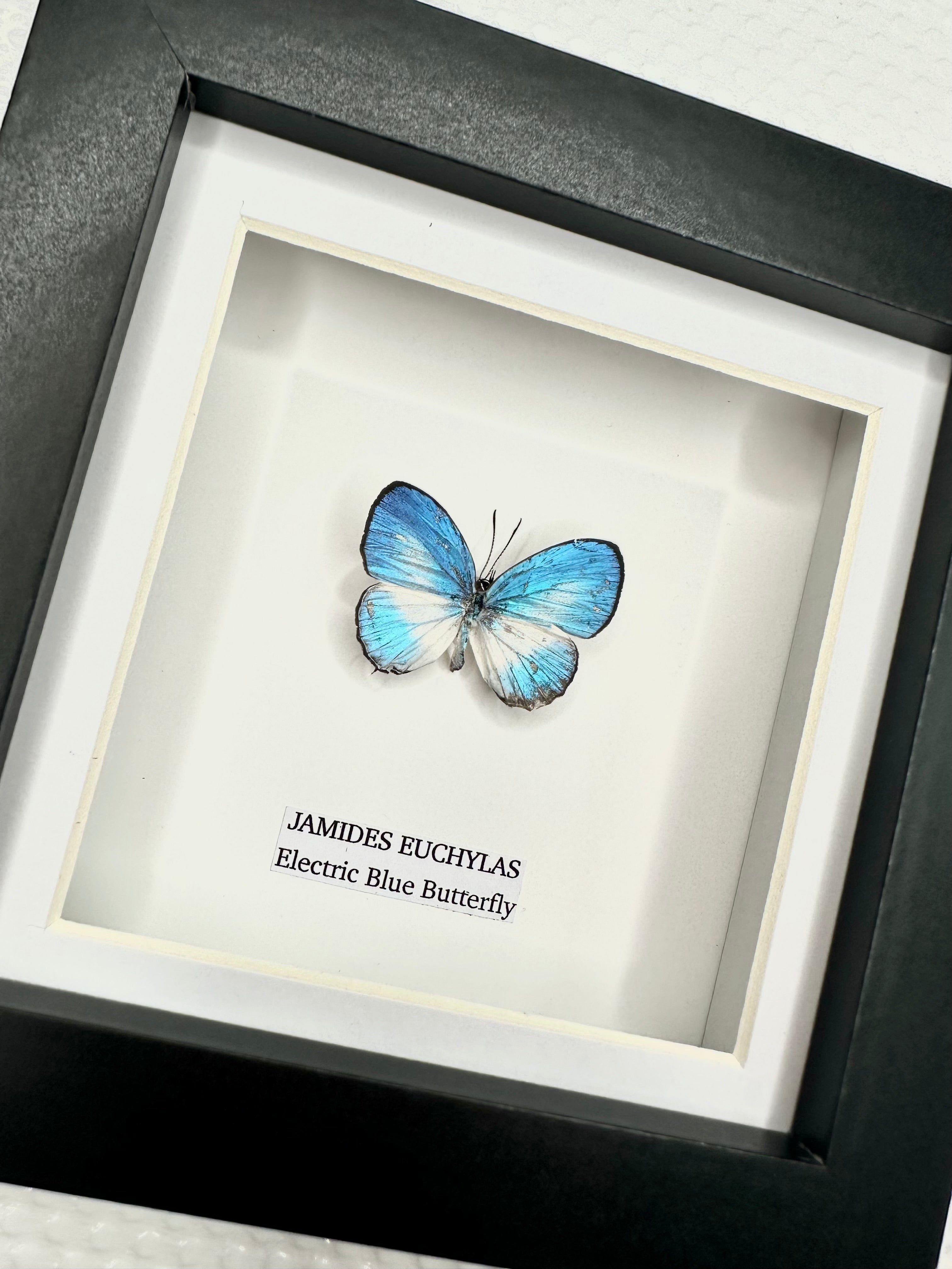 Electric Blue Butterfly | Jamides Euchylas • Small Frame • Taxidermy Entomology Home Decor Framed Art