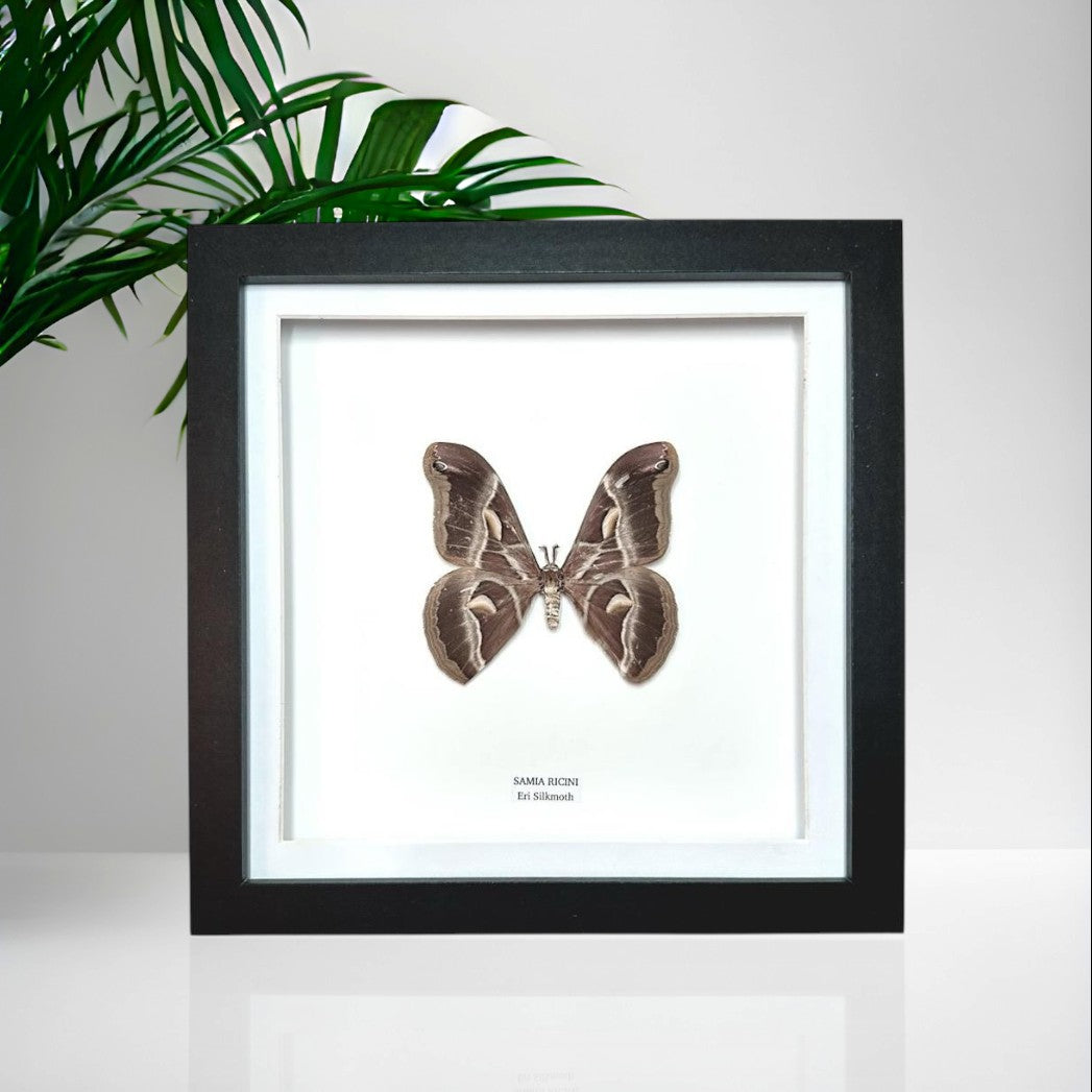 Eri Silkmoth | Samia Ricini | Medium Frame • Taxidermy Entomology Home Decor Framed Art