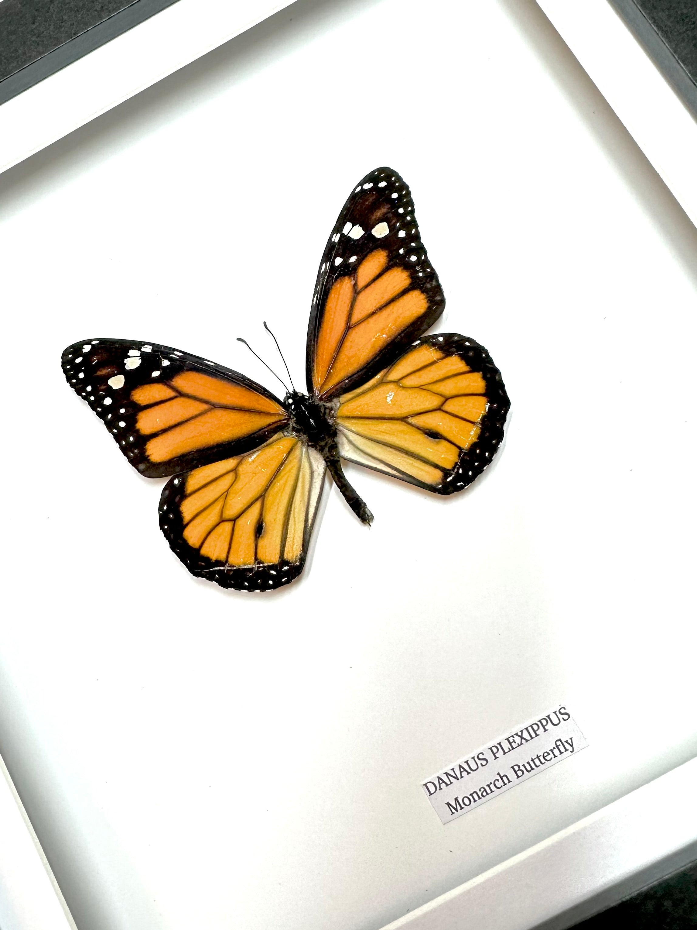 Monarch Butterfly | Danaus Plexippus | Medium Frame • Taxidermy Entomology Home Decor Framed Art
