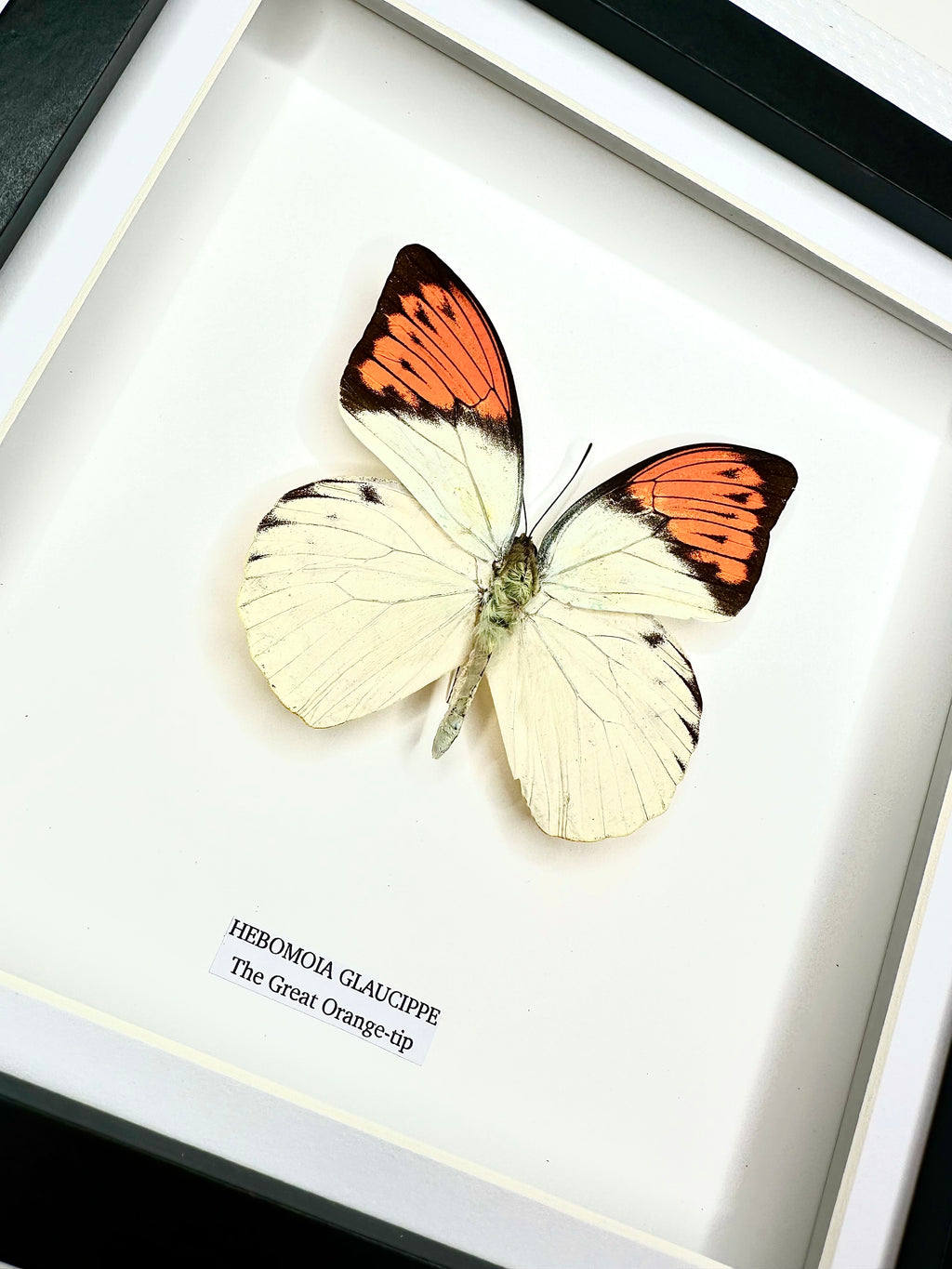 The Great Orange-tip | Medium Frame • Taxidermy Entomology Home Decor Framed Art