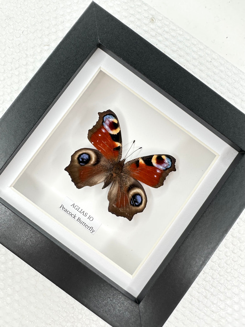 Peacock Butterfly | Aglias IO | Small Frame • Taxidermy Entomology Home Decor Framed Art
