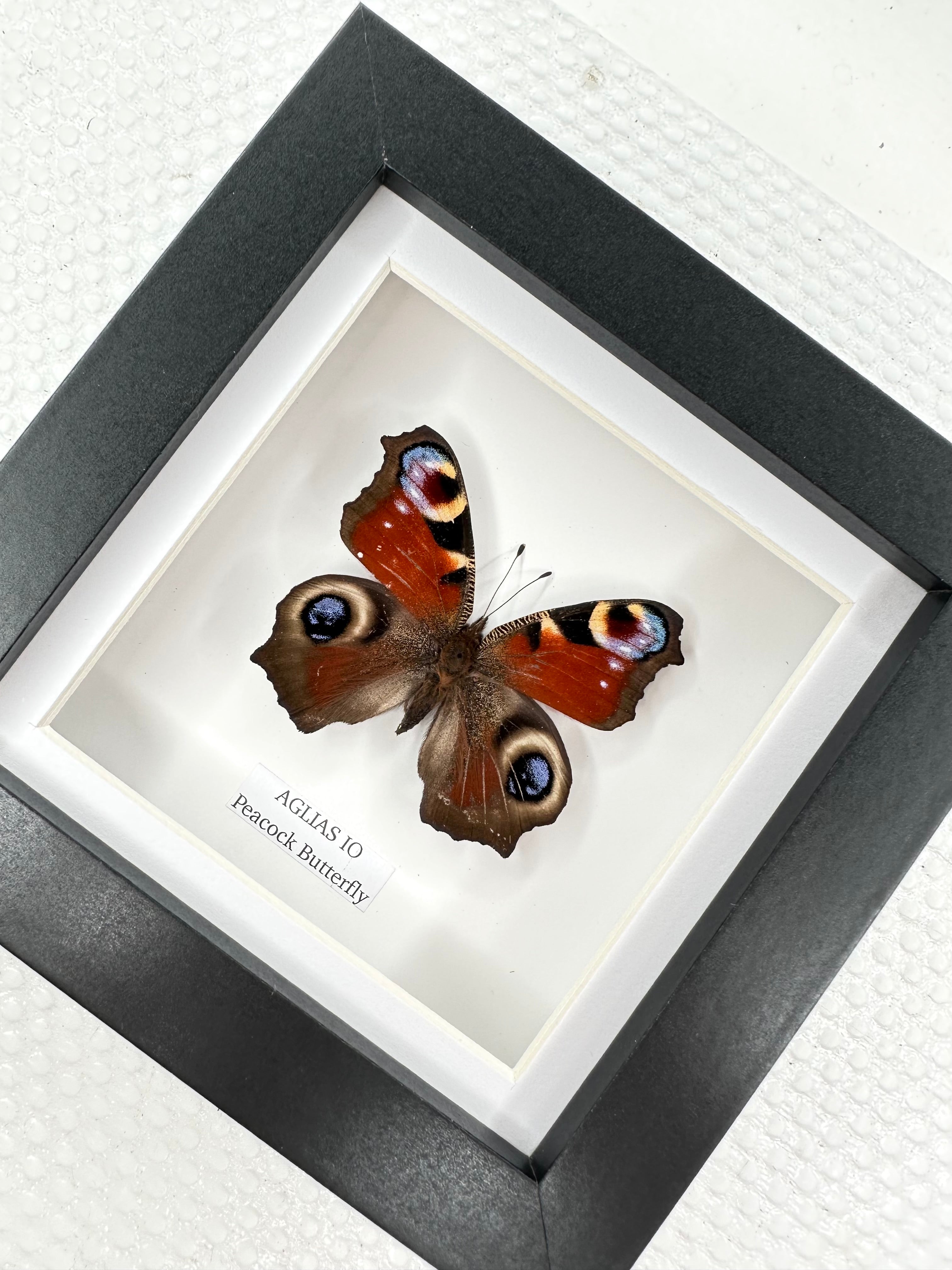 Peacock Butterfly | Aglias IO | Small Frame • Taxidermy Entomology Home Decor Framed Art