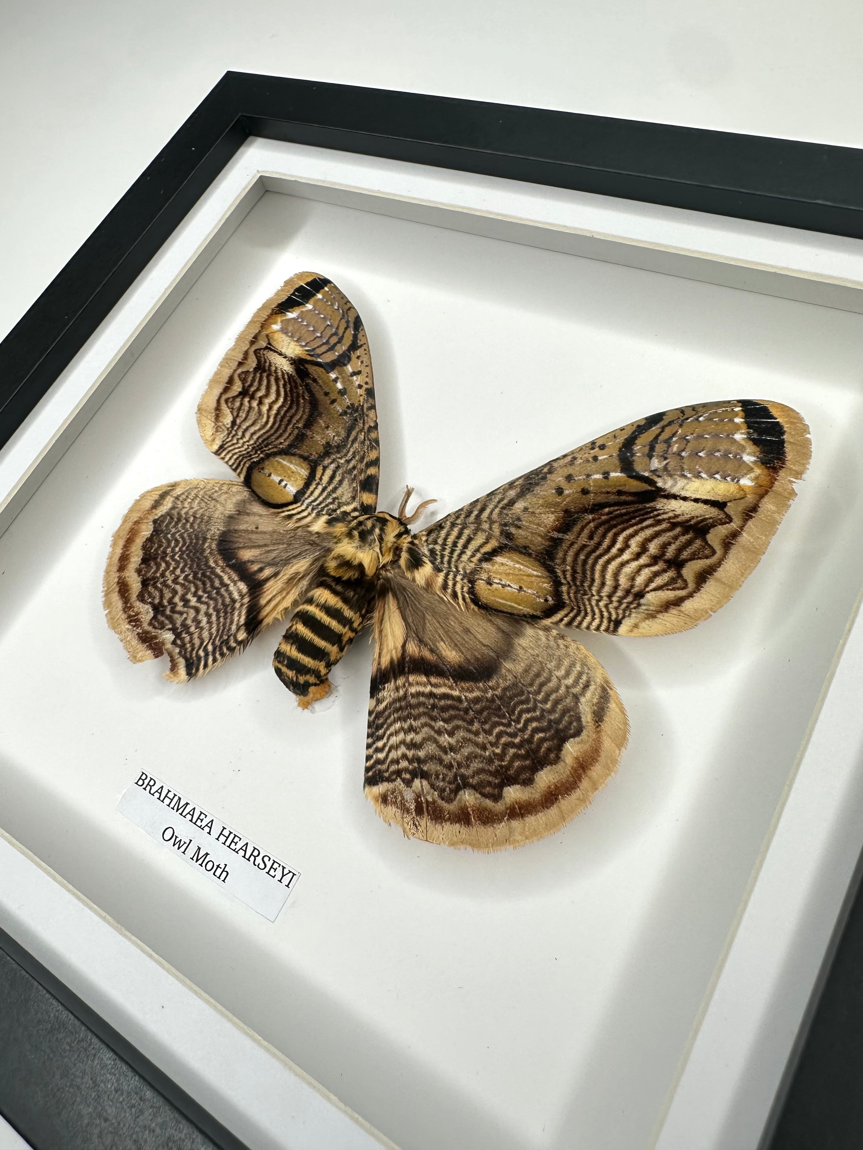 Owl Moth | Brahmaea Hearseyi | Medium Frame - Taxidermy Entomology Home Decor Framed Natural Art