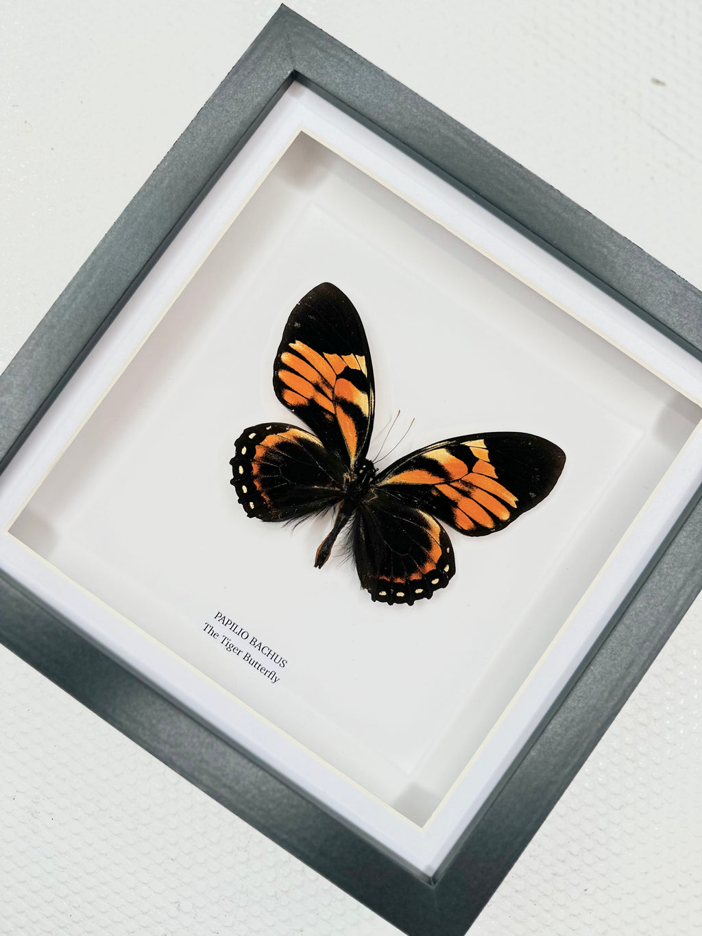 The Tiger Butterfly | Papilio Bachus | Medium Frame • Taxidermy Entomology Home Decor Framed Art