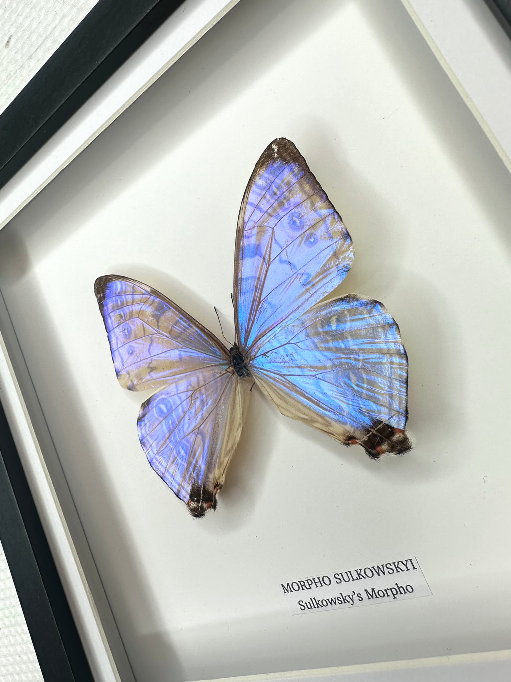 Morpho Sulkowskyi | Medium Frame • Taxidermy Entomology Home Decor Framed Art