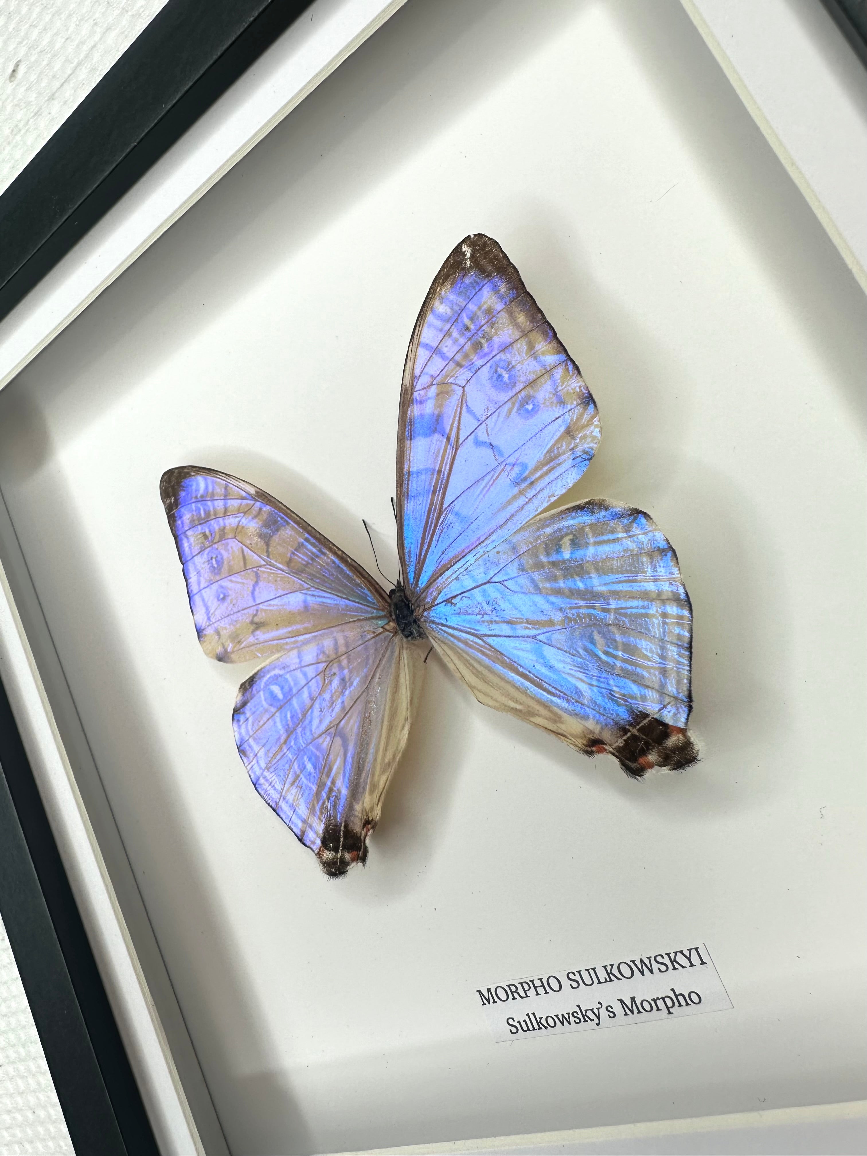 Morpho Sulkowskyi | Medium Frame • Taxidermy Entomology Home Decor Framed Art
