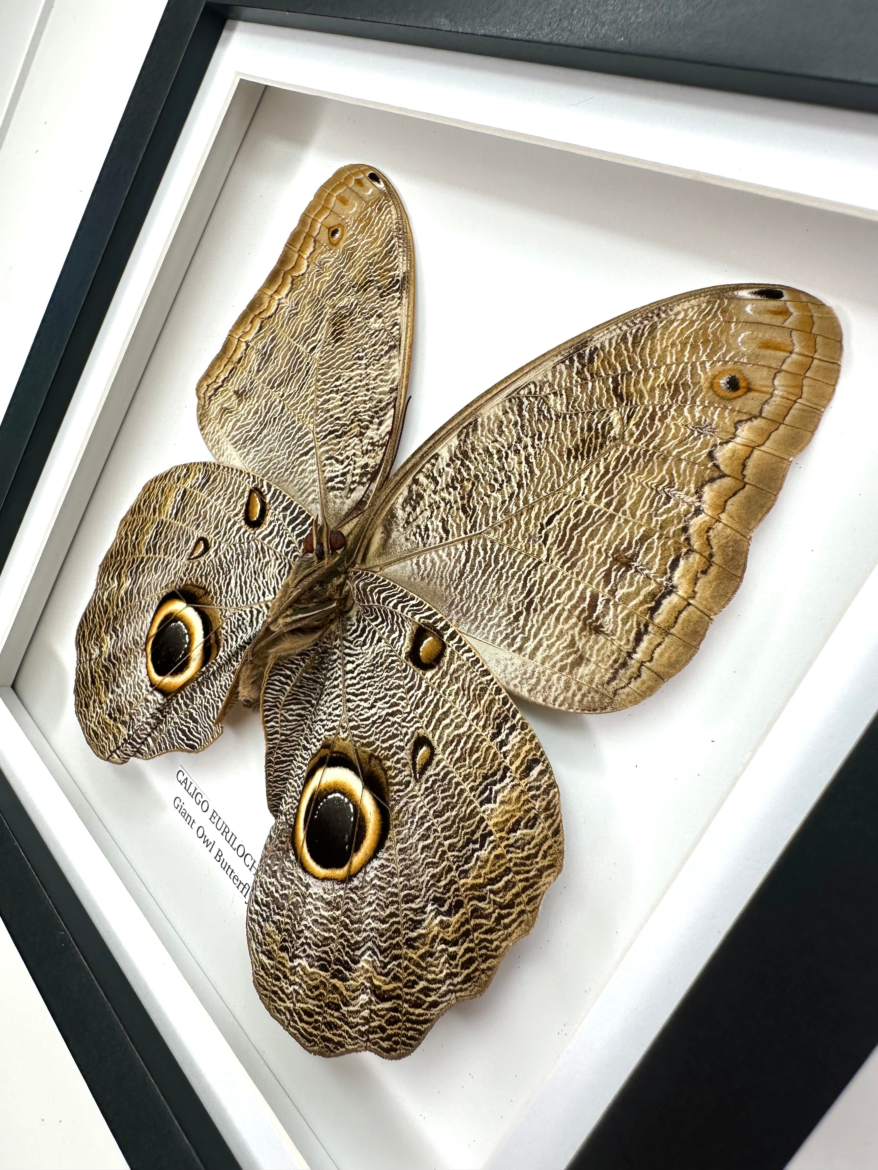 Giant Owl Butterfly | Caligo Eurilochus • Medium Frame • Entomology Frame