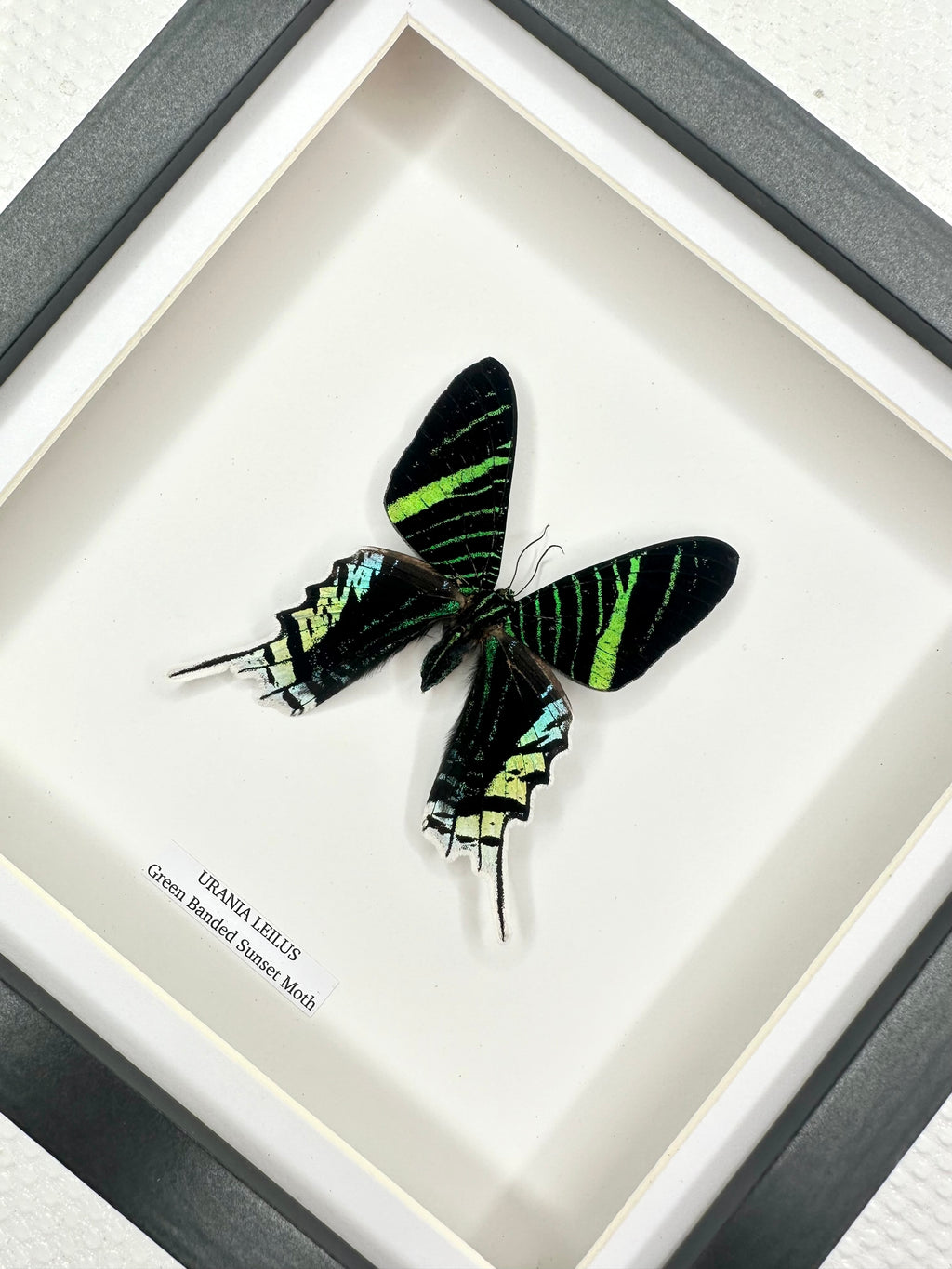 Green Banded Sunset Moth | Urania Leilus • Medium Frame • Taxidermy Entomology Home Decor Framed Art