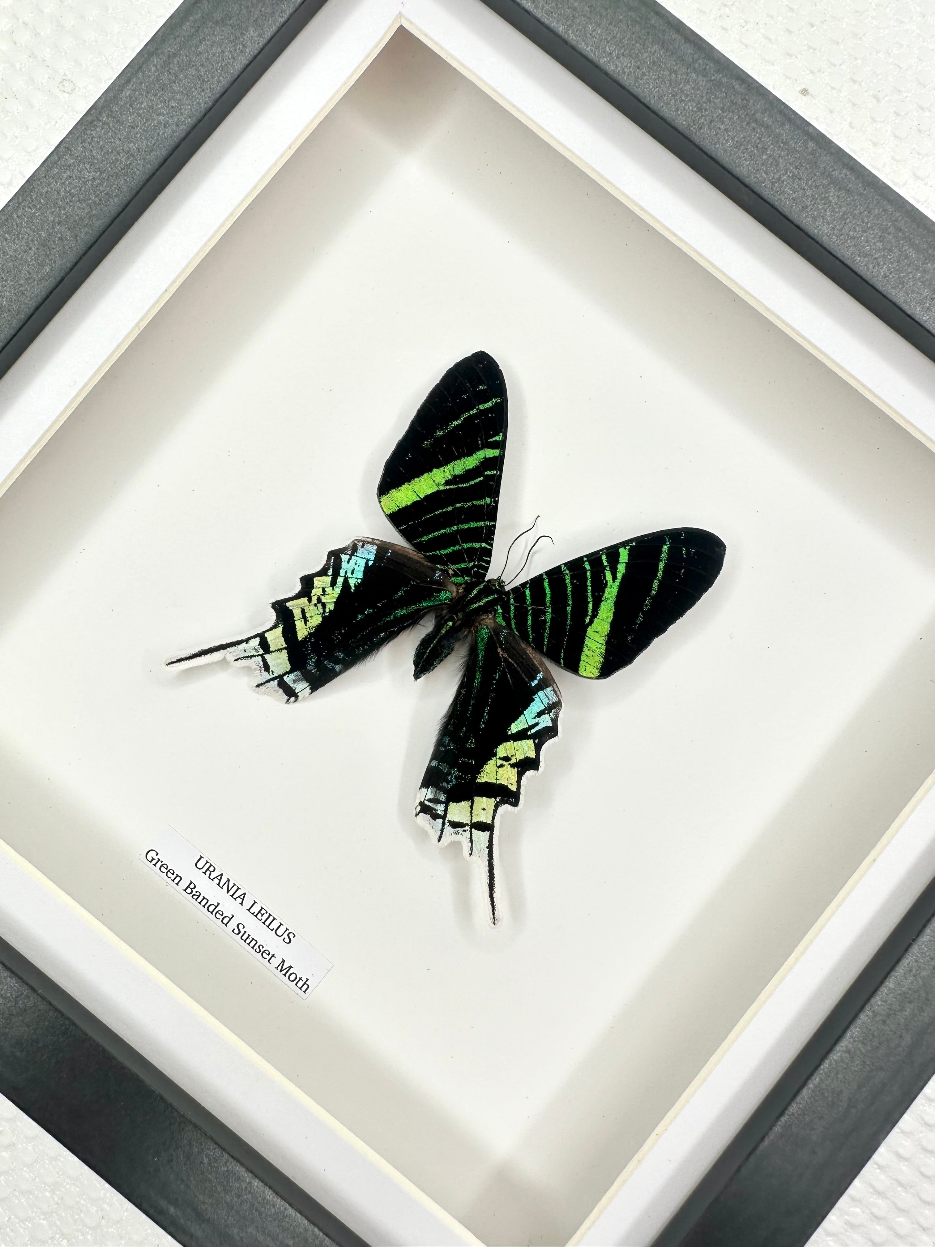 Green Banded Sunset Moth | Urania Leilus • Medium Frame • Real Taxidermy Art