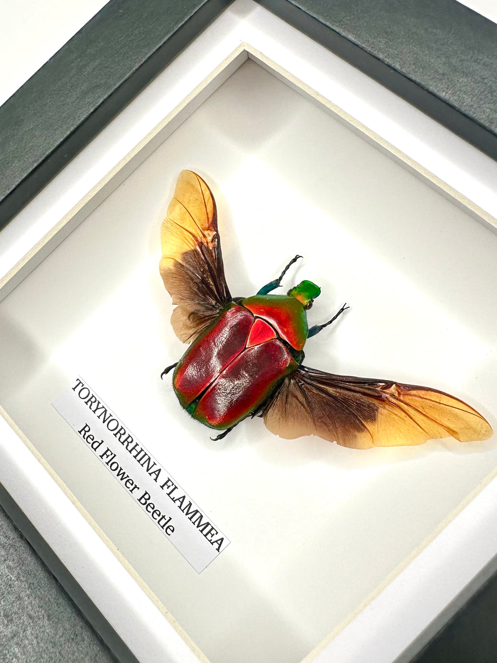 Red Flower Beetle | Torynorrhina Flammea | Small Frame - Insect Taxidermy Entomology Home Decor Framed Natural Art