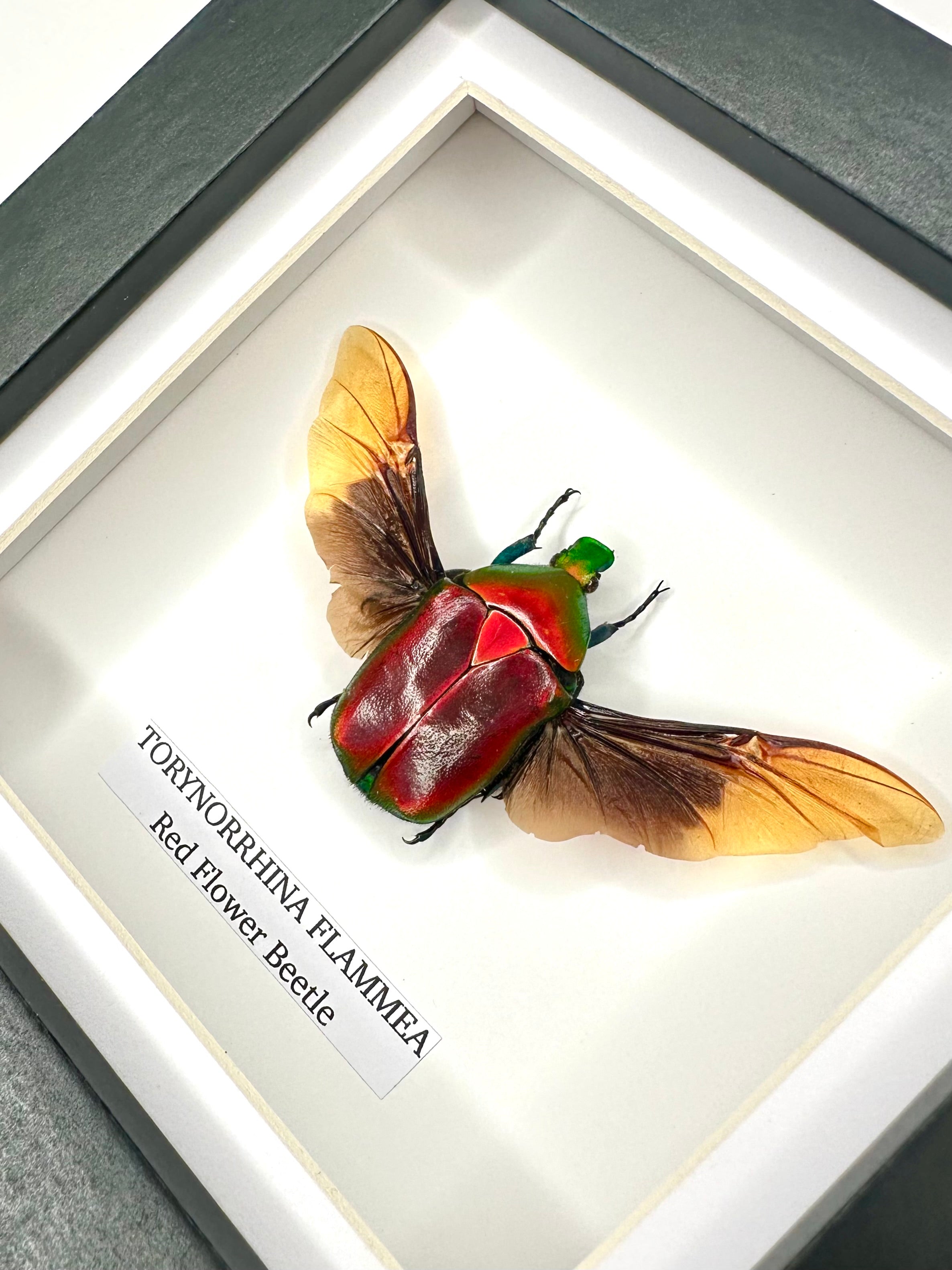 Red Flower Beetle | Torynorrhina Flammea | Small Frame - Insect Taxidermy Entomology Home Decor Framed Natural Art