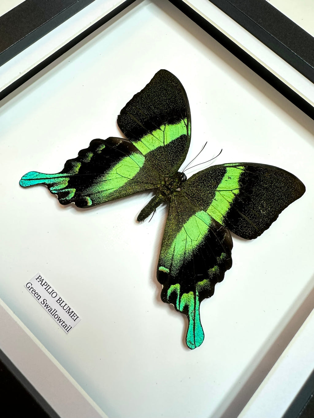 Green Swallowtail | Papilio Blumei | Medium Frame • Taxidermy Entomology Home Decor Framed Art