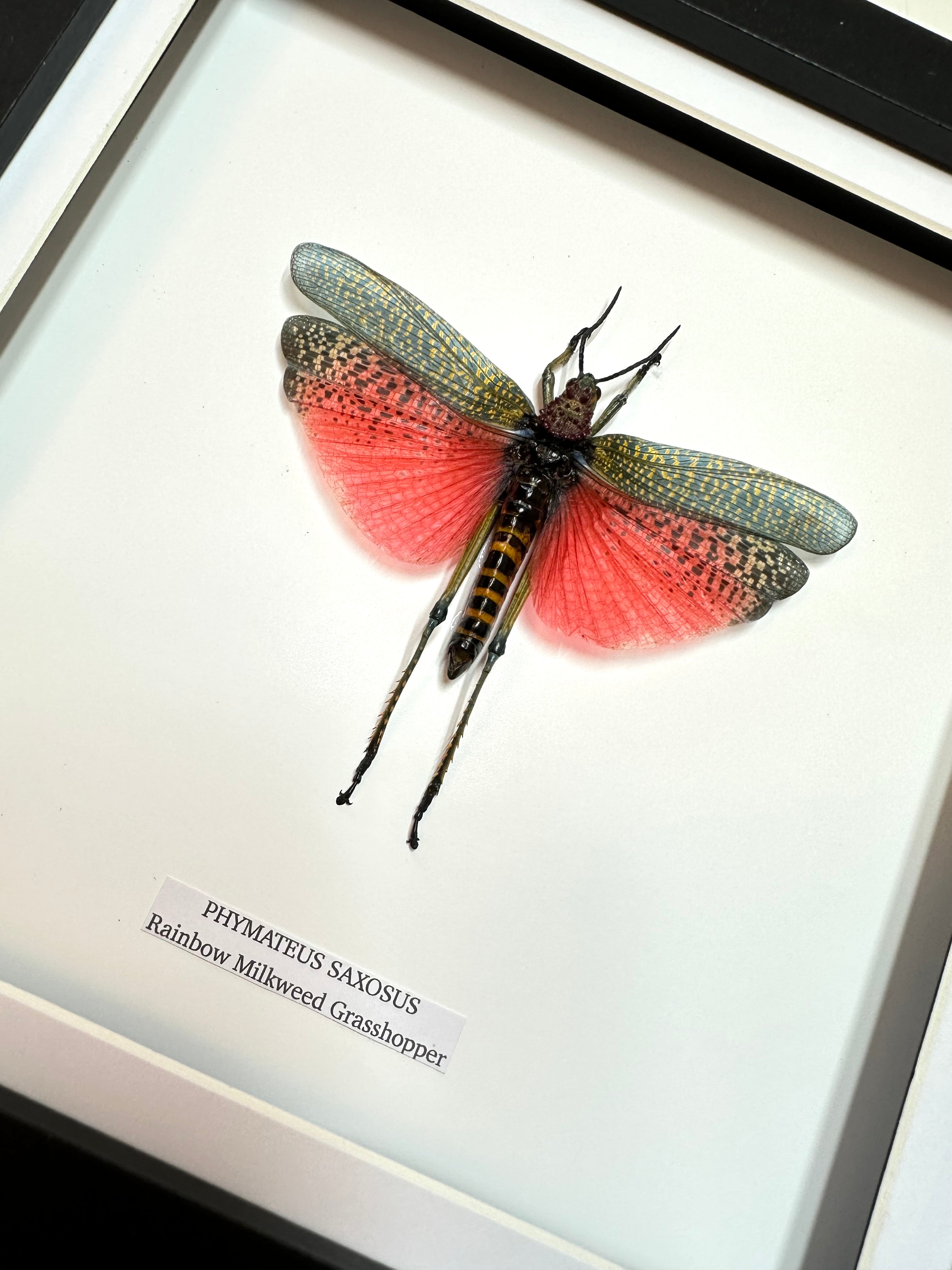 Rainbow Milkweed Grasshopper | Medium Frame • Taxidermy Entomology Home Decor Framed Art