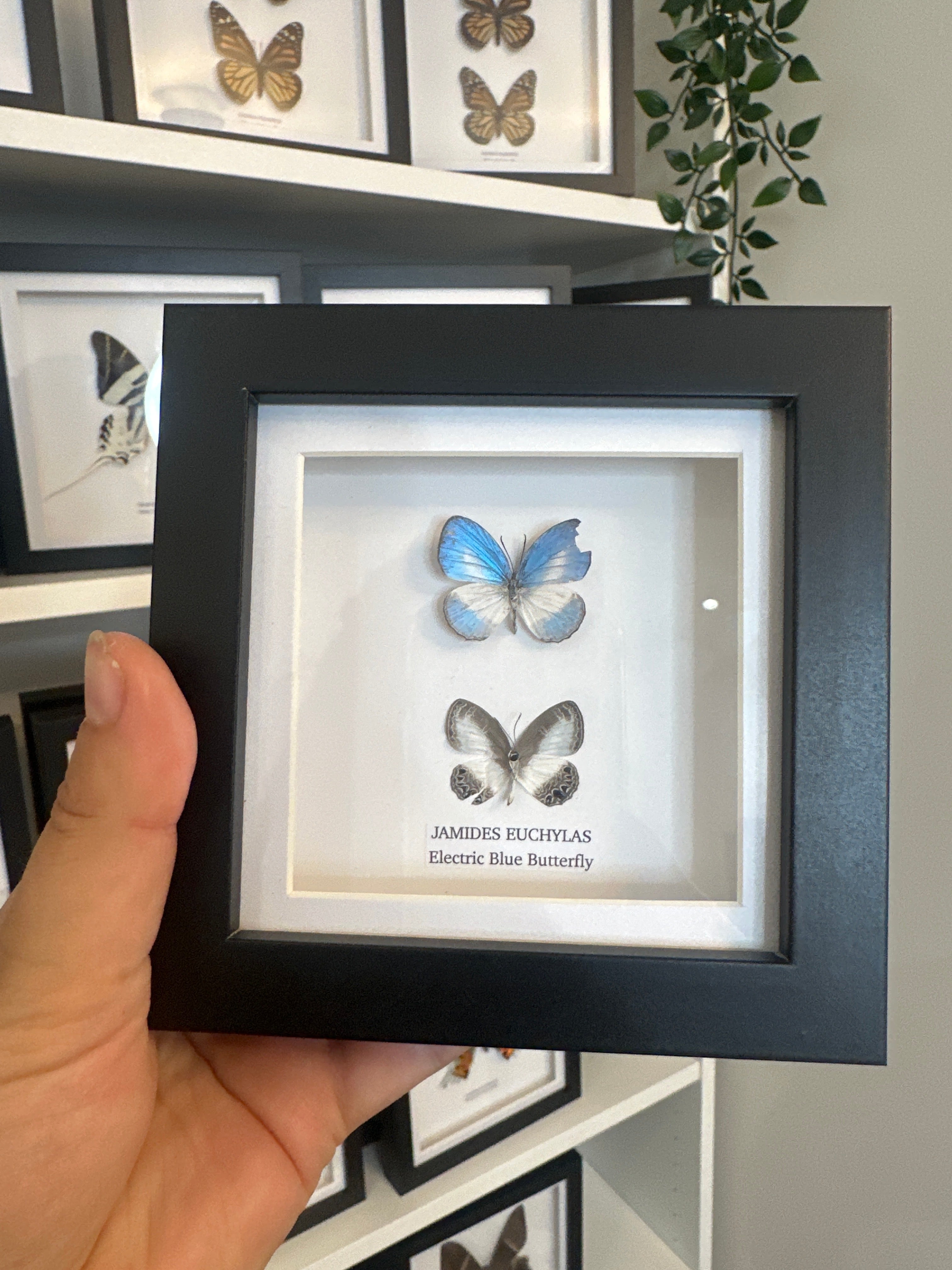 Sale | One Offs | Rare Pieces | Butterflies | Moths | Bugs