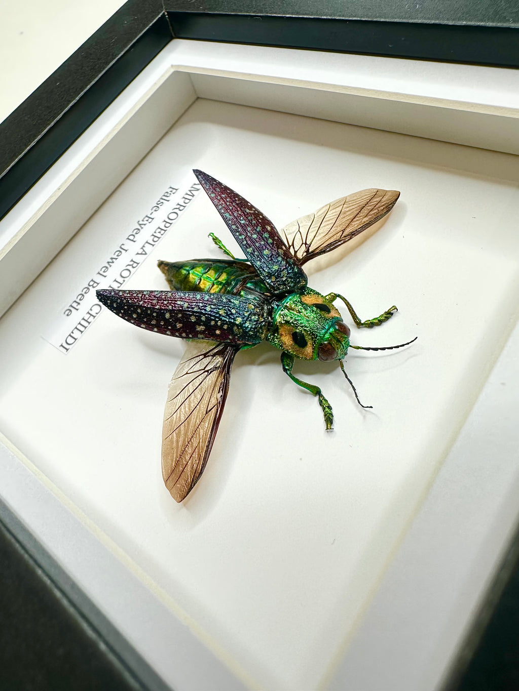 False-eyed Jewel Beetle | Lampropepla Rothschildi • Taxidermy Entomology Home Decor Framed Art