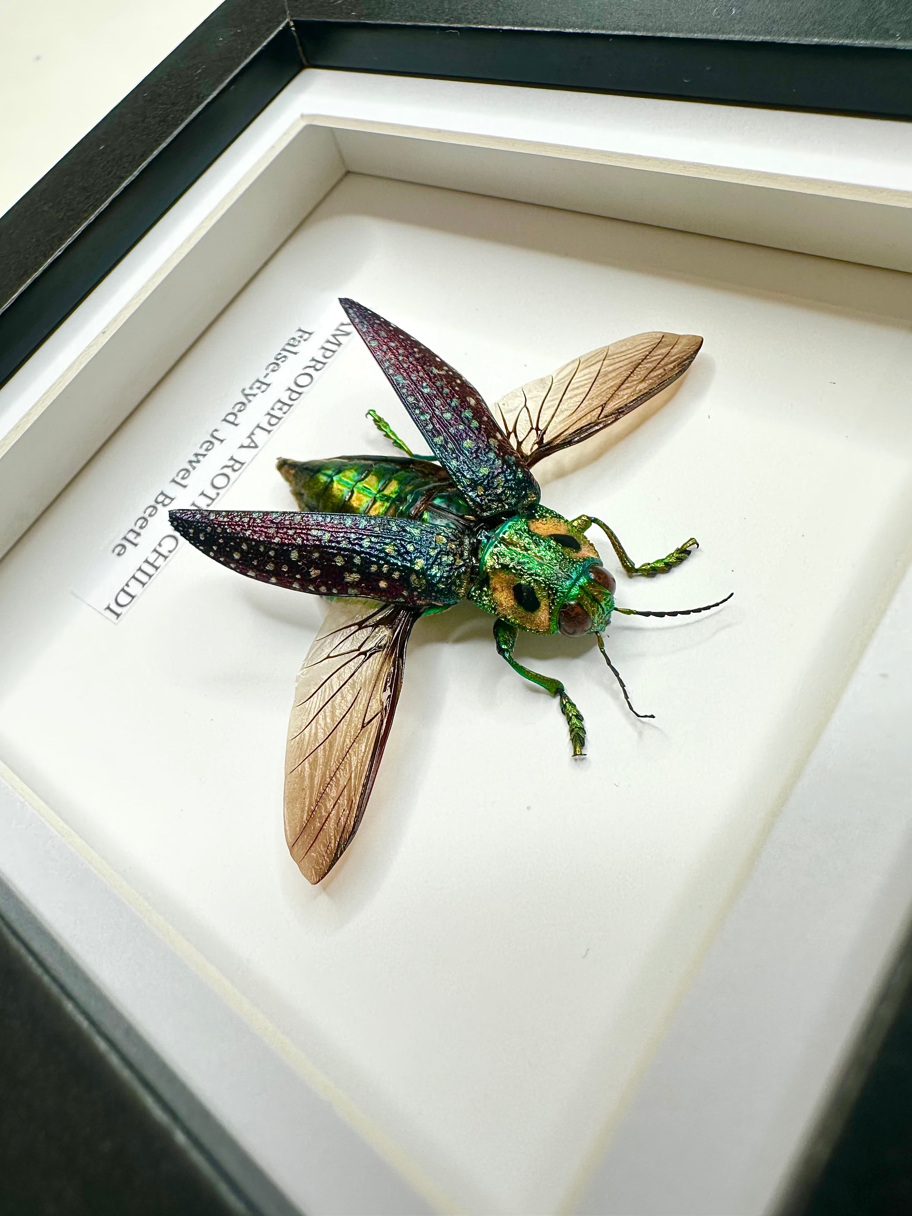 False-eyed Jewel Beetle | Lampropepla Rothschildi • Taxidermy Entomology Home Decor Framed Art