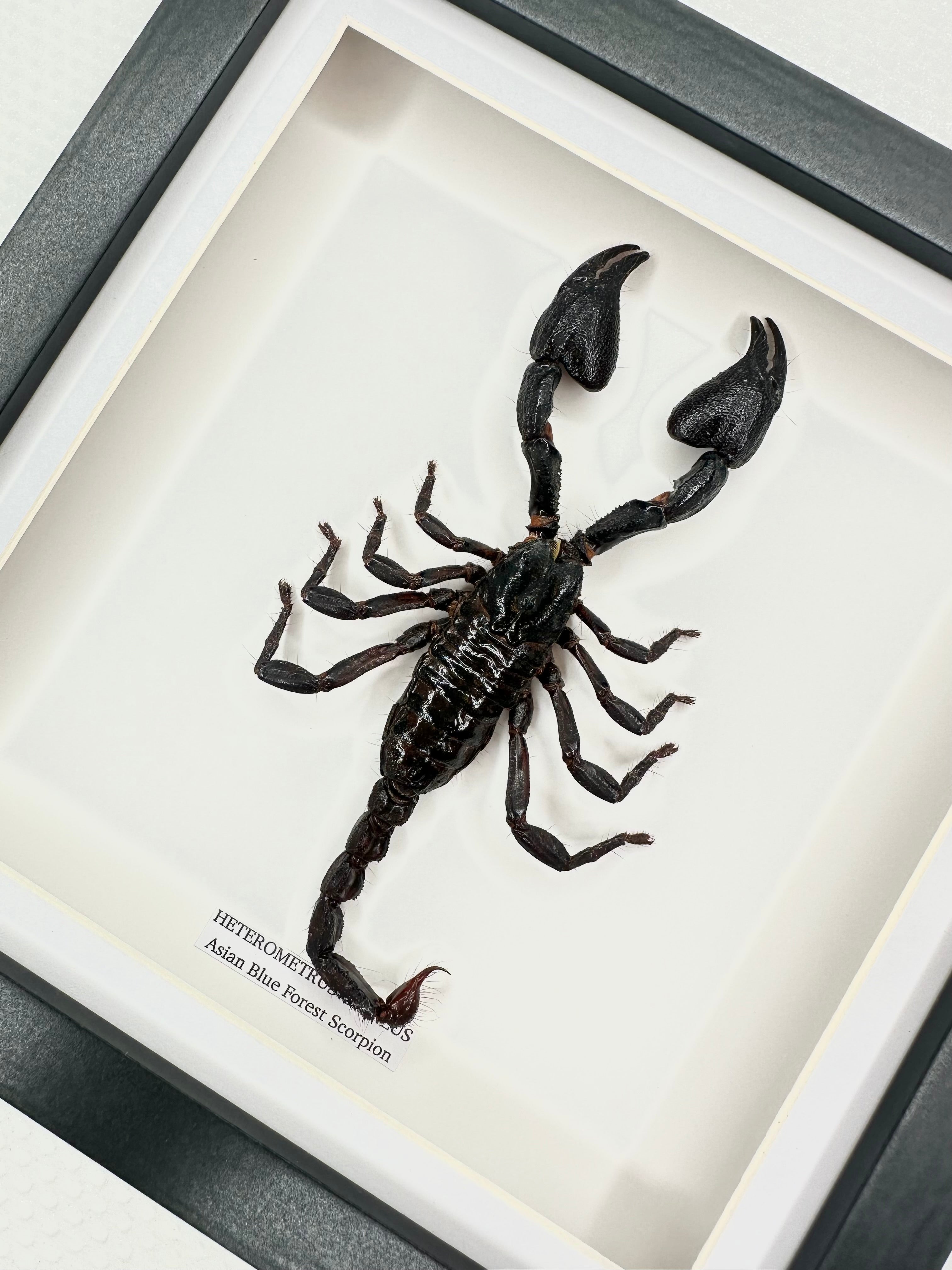 Asian Blue Forest Scorpion | Medium Frame • Taxidermy Entomology Home Decor Framed Art