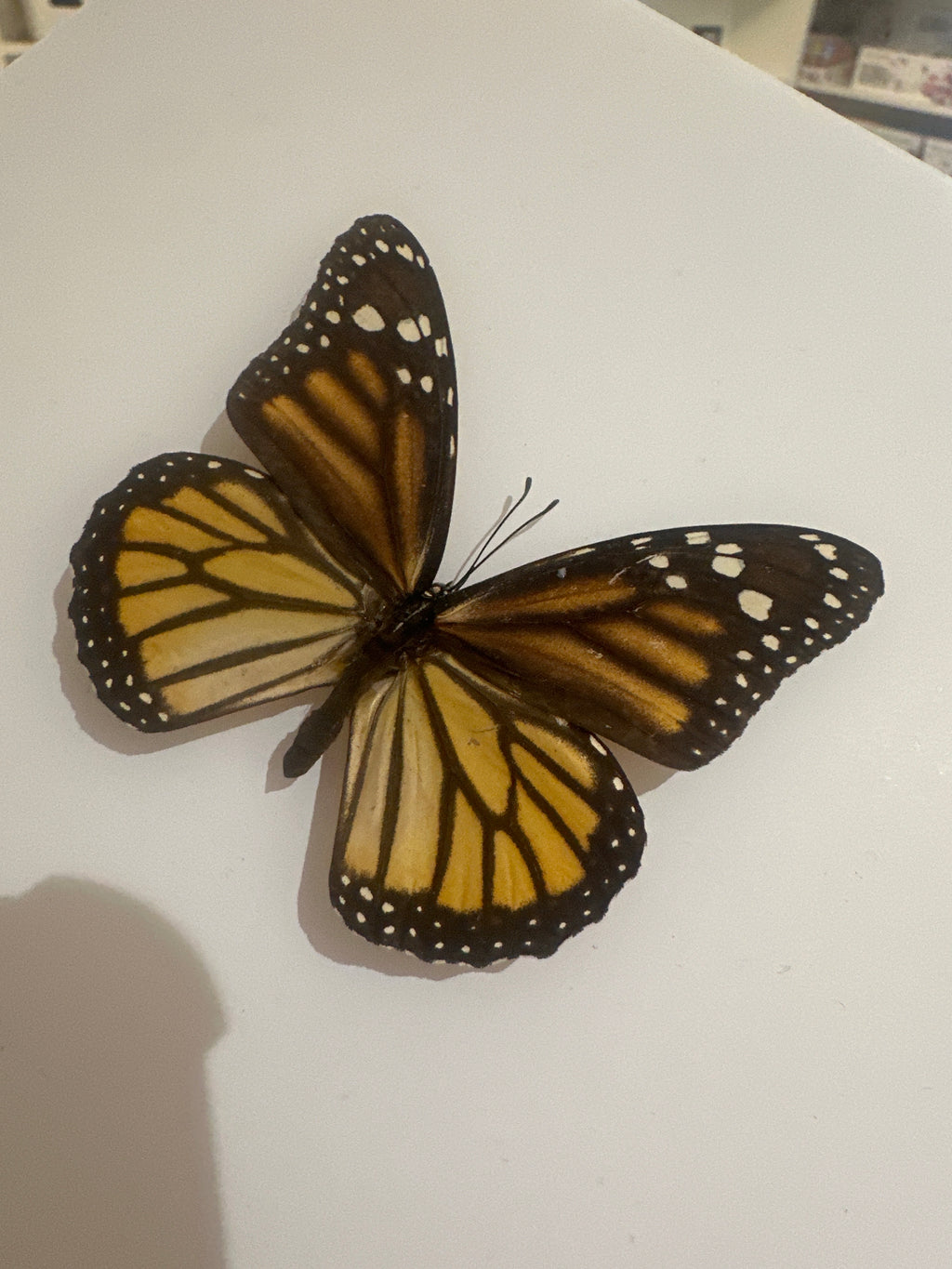 Monarch Butterfly | Danaus Plexippus | Medium Frame • Taxidermy Entomology Home Decor Framed Art