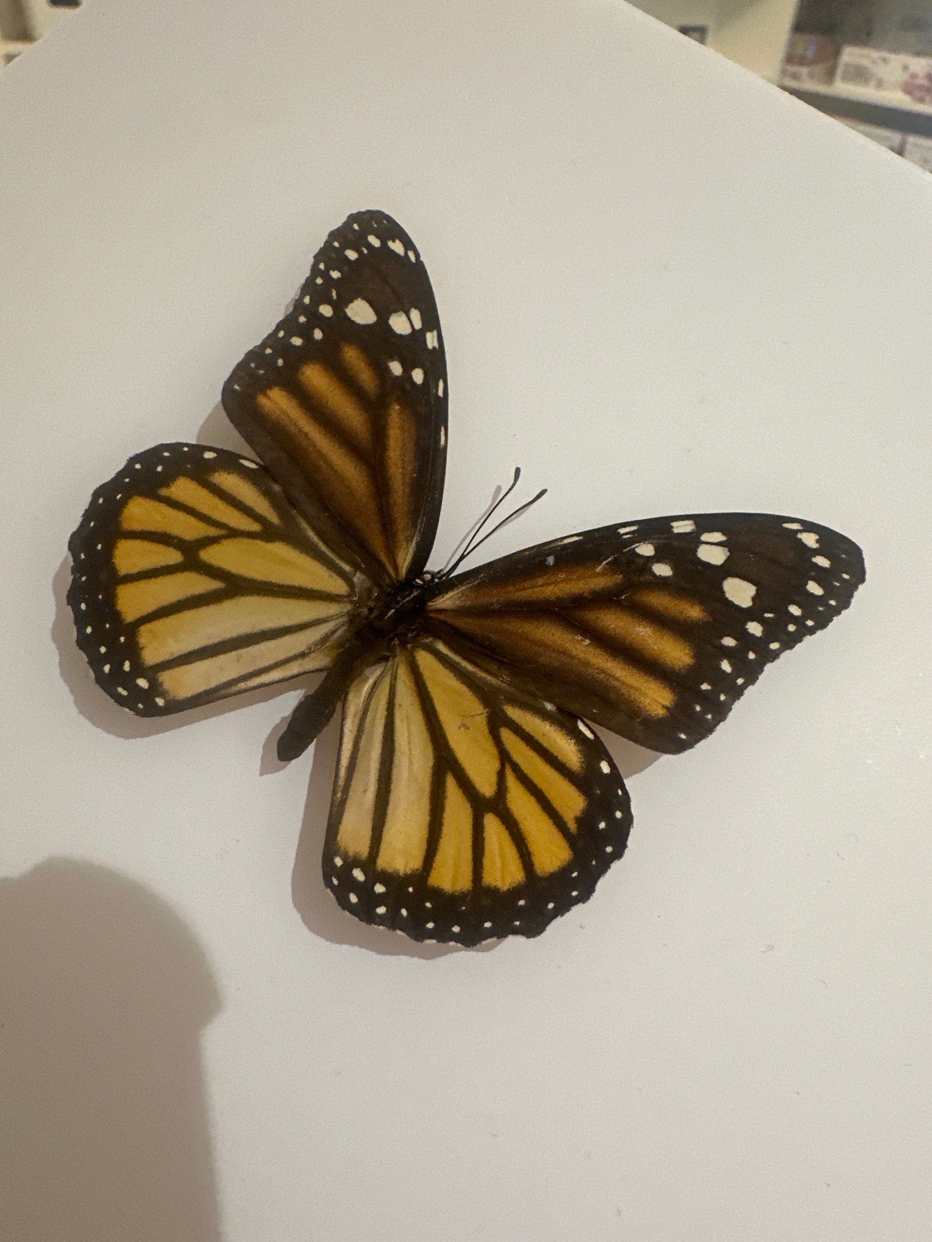 Monarch Butterfly | Danaus Plexippus | Medium Frame • Taxidermy Entomology Home Decor Framed Art