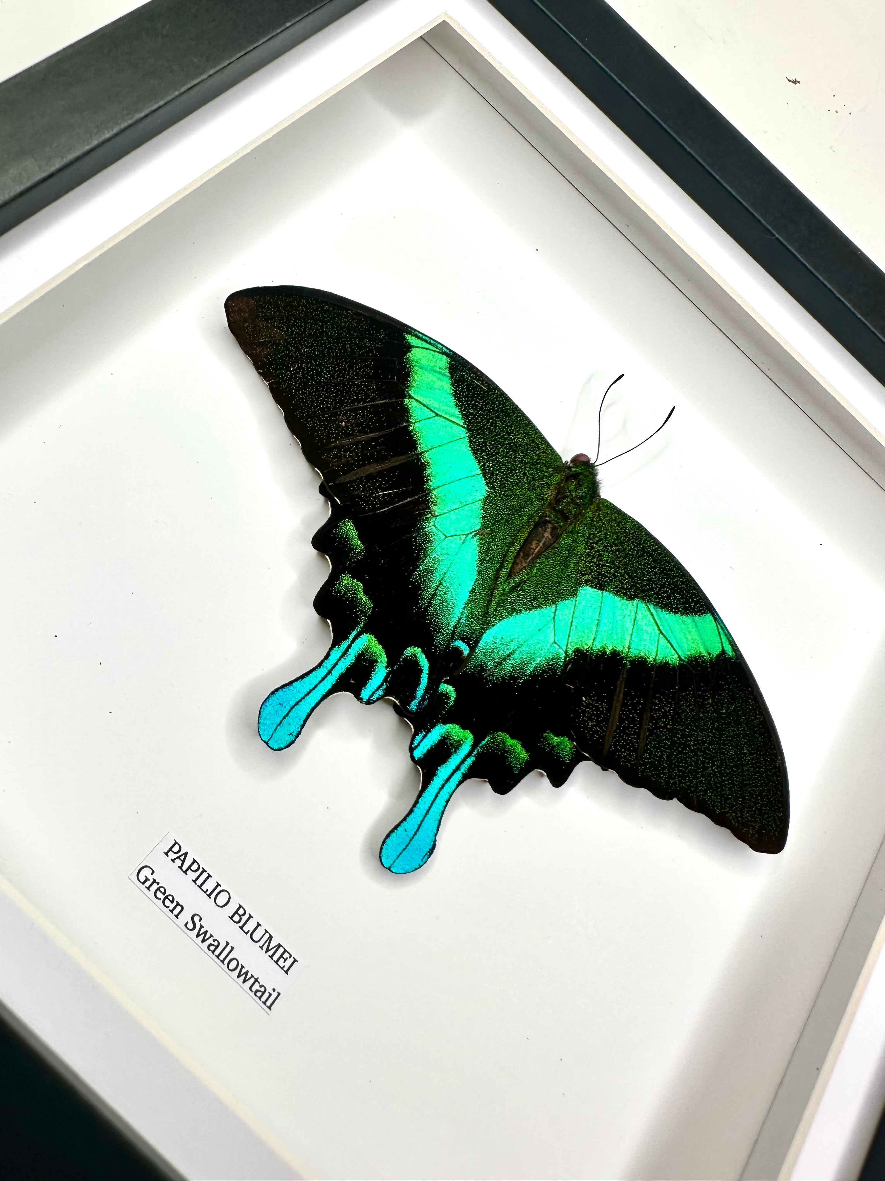 Green Swallowtail | Resting Papilio Blumei | Medium Frame - Taxidermy Entomology Home Decor Framed Natural Art