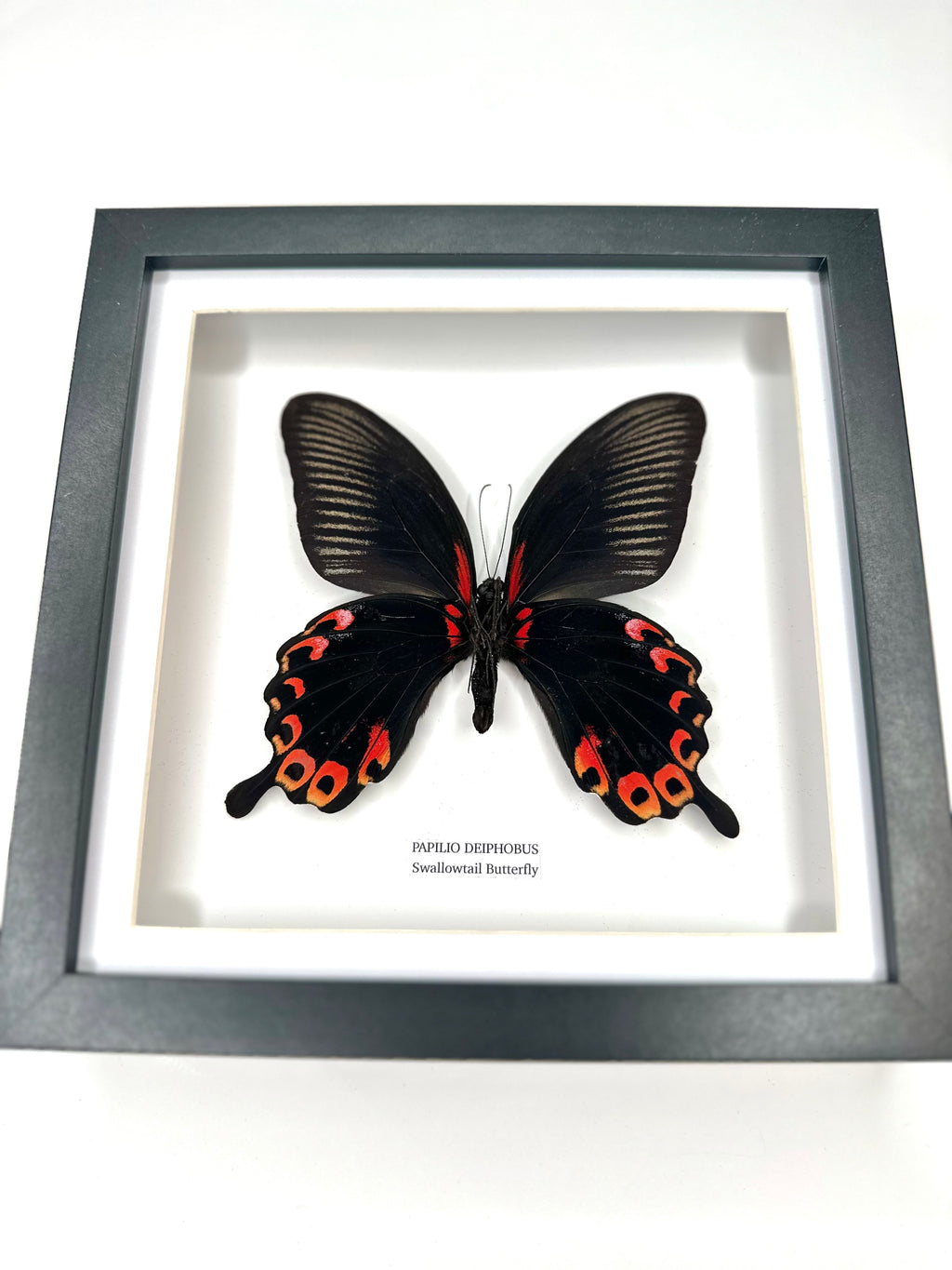 Deiphobus Swallowtail Butterfly | Papilio Deiphobus | Medium Frame - Taxidermy Entomology Home Decor Framed Natural Art