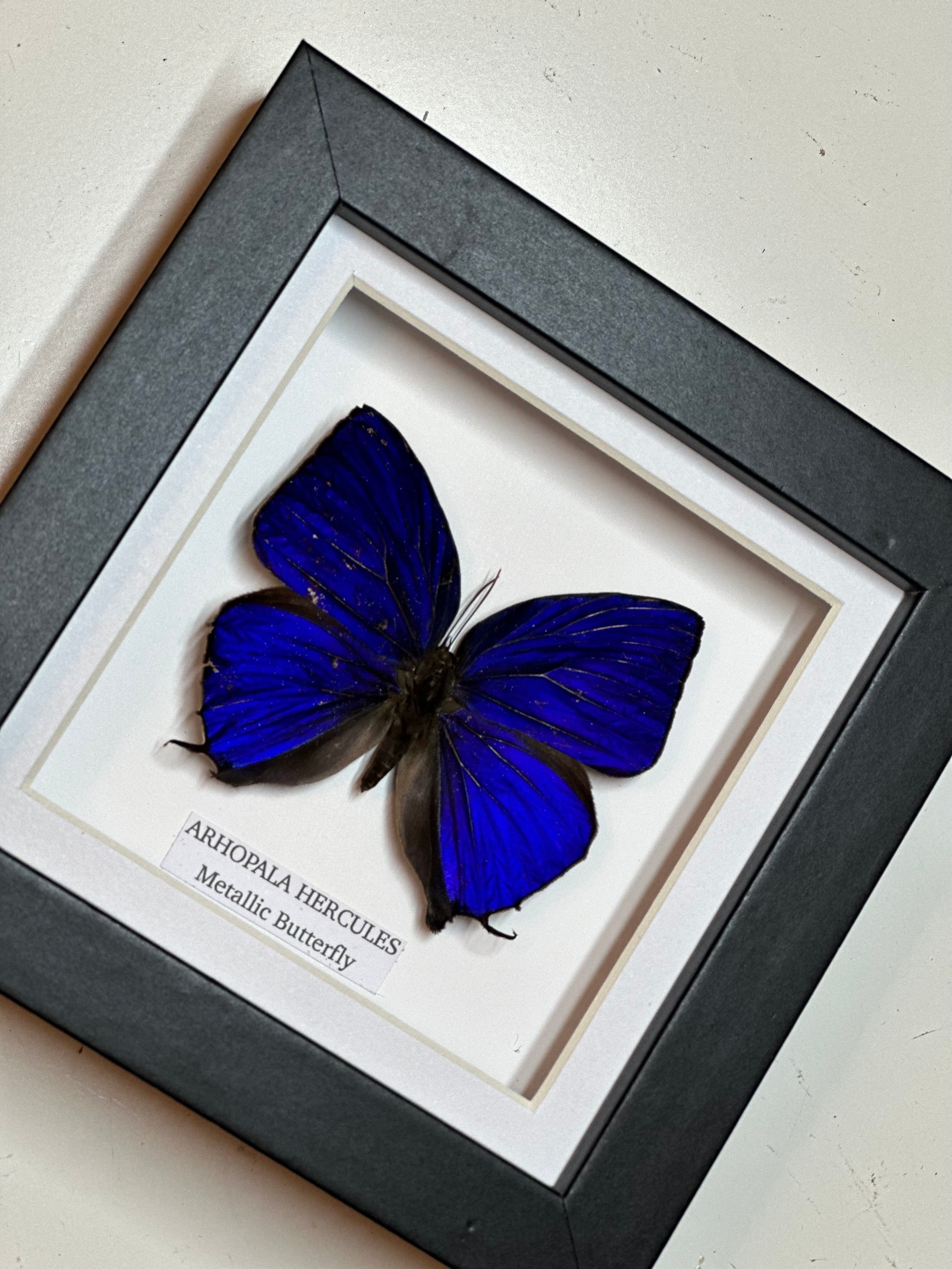 Metallic Butterfly | Hercules Arhopala | Small Frame • Taxidermy Entomology Home Decor Framed Art