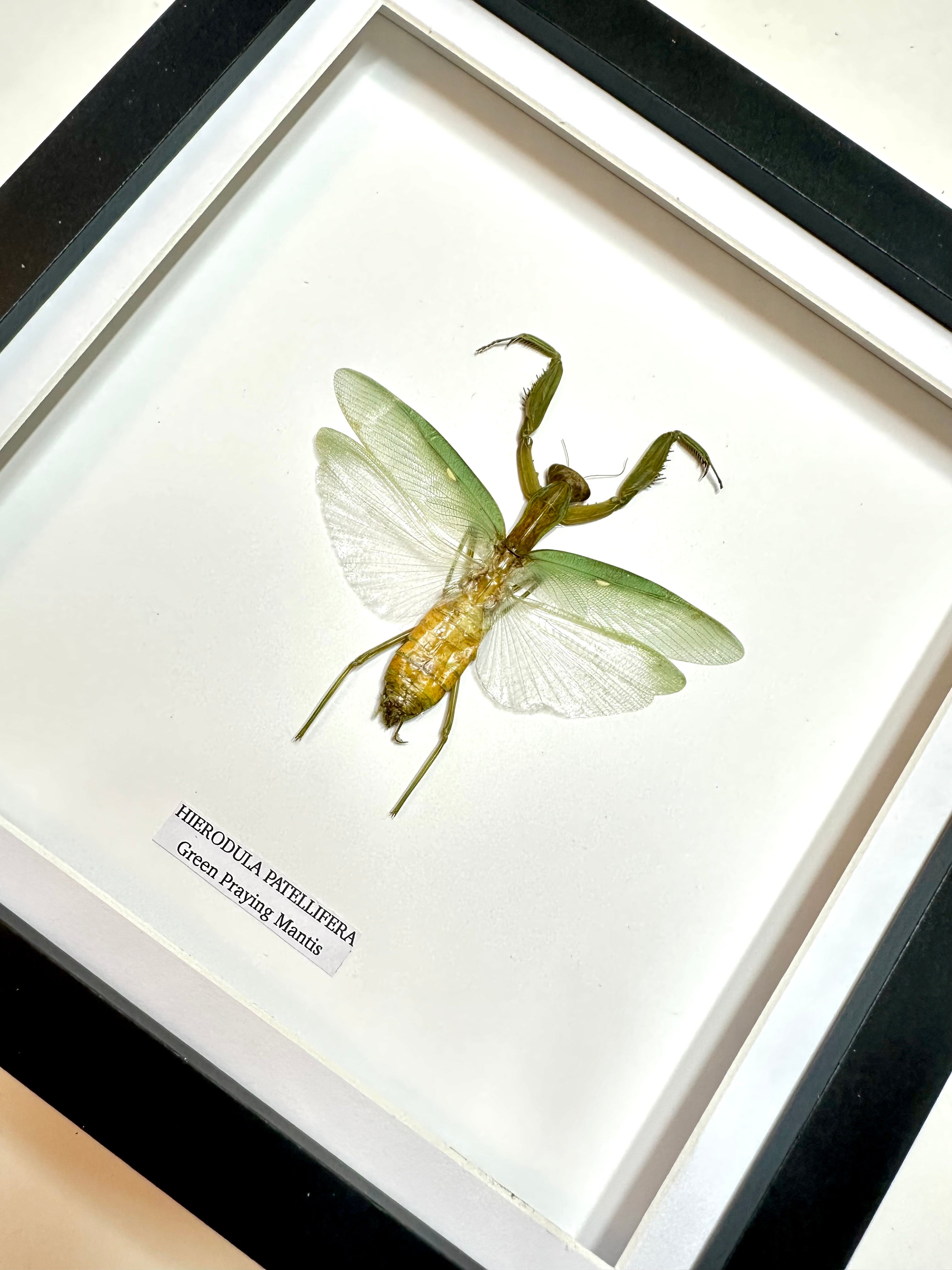 Green Praying Mantis | Hierodula Patellifera | Medium Frame • Taxidermy Entomology Home Decor Framed Art