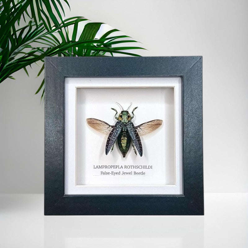 False-eyed Jewel Beetle | Lampropepla Rothschildi • Taxidermy Entomology Home Decor Framed Art