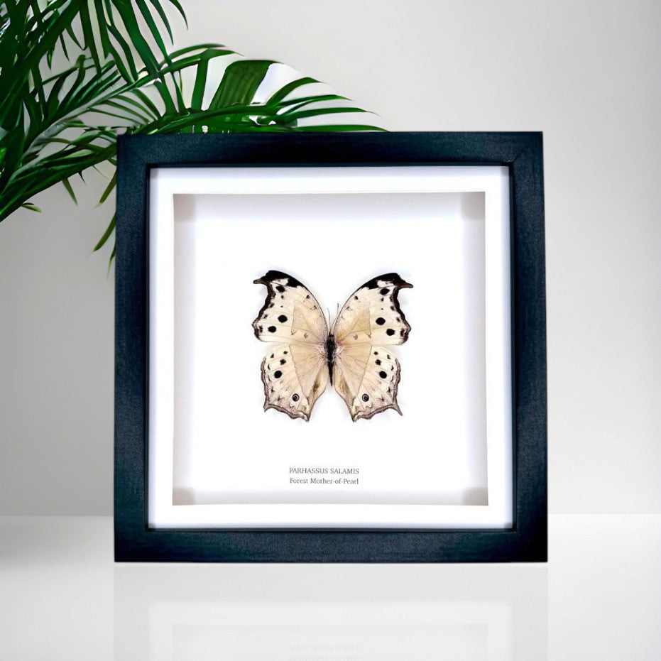 Forest Mother-of-pearl | Parhassus Salamis | Medium Frame • Taxidermy Entomology Home Decor Framed Art