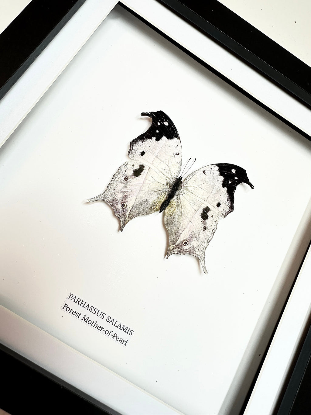 Forest Mother-of-pearl | Parhassus Salamis | Medium Frame • Taxidermy Entomology Home Decor Framed Art