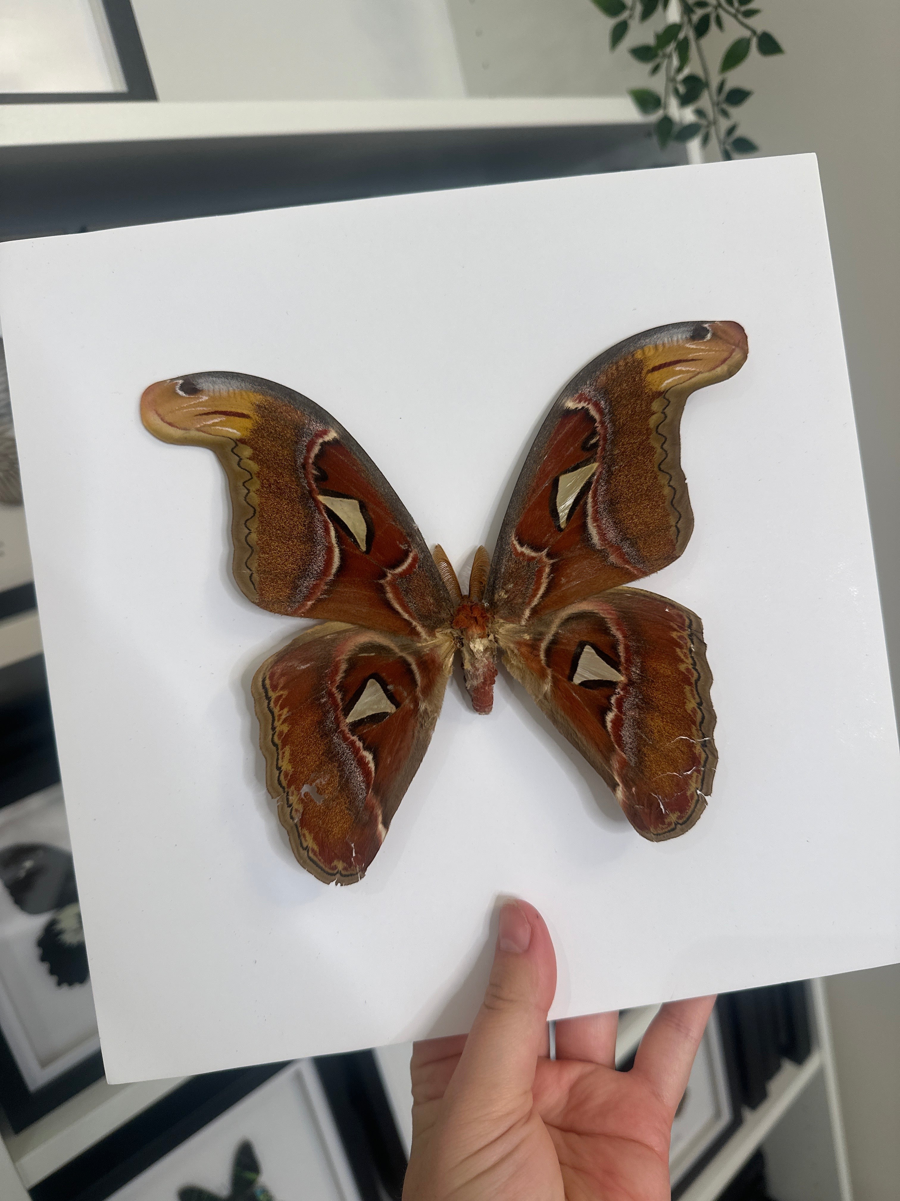 Giant Atlas Moth | Attacus Atlas | Large Frame • Taxidermy Entomology Home Decor Framed Art