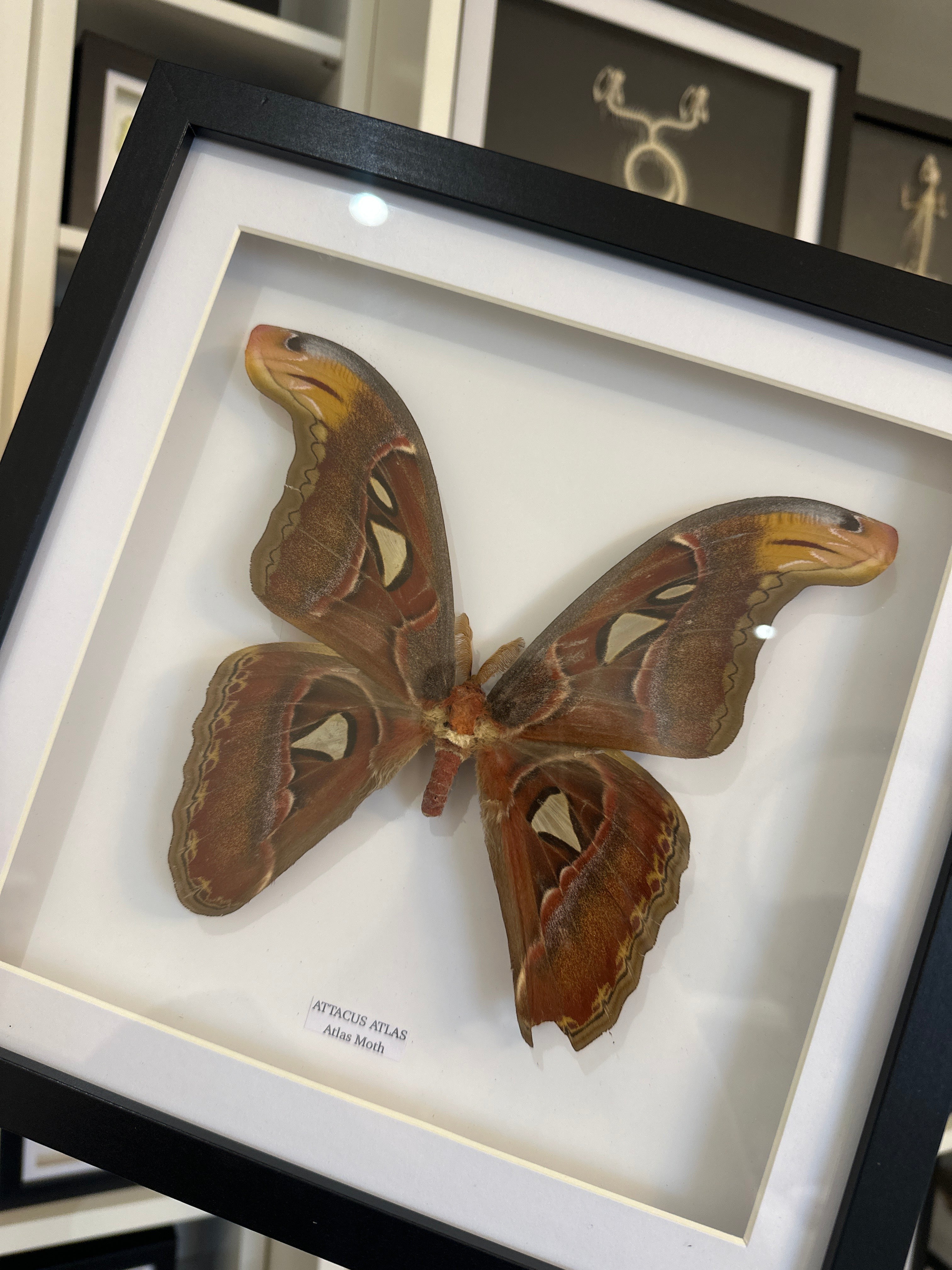 Giant Atlas Moth | Attacus Atlas | Large Frame • Taxidermy Entomology Home Decor Framed Art