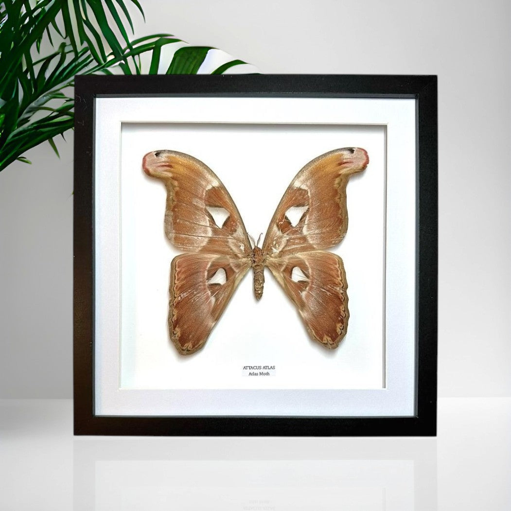 Giant Atlas Moth | Attacus Atlas | Large Frame • Taxidermy Entomology Home Decor Framed Art