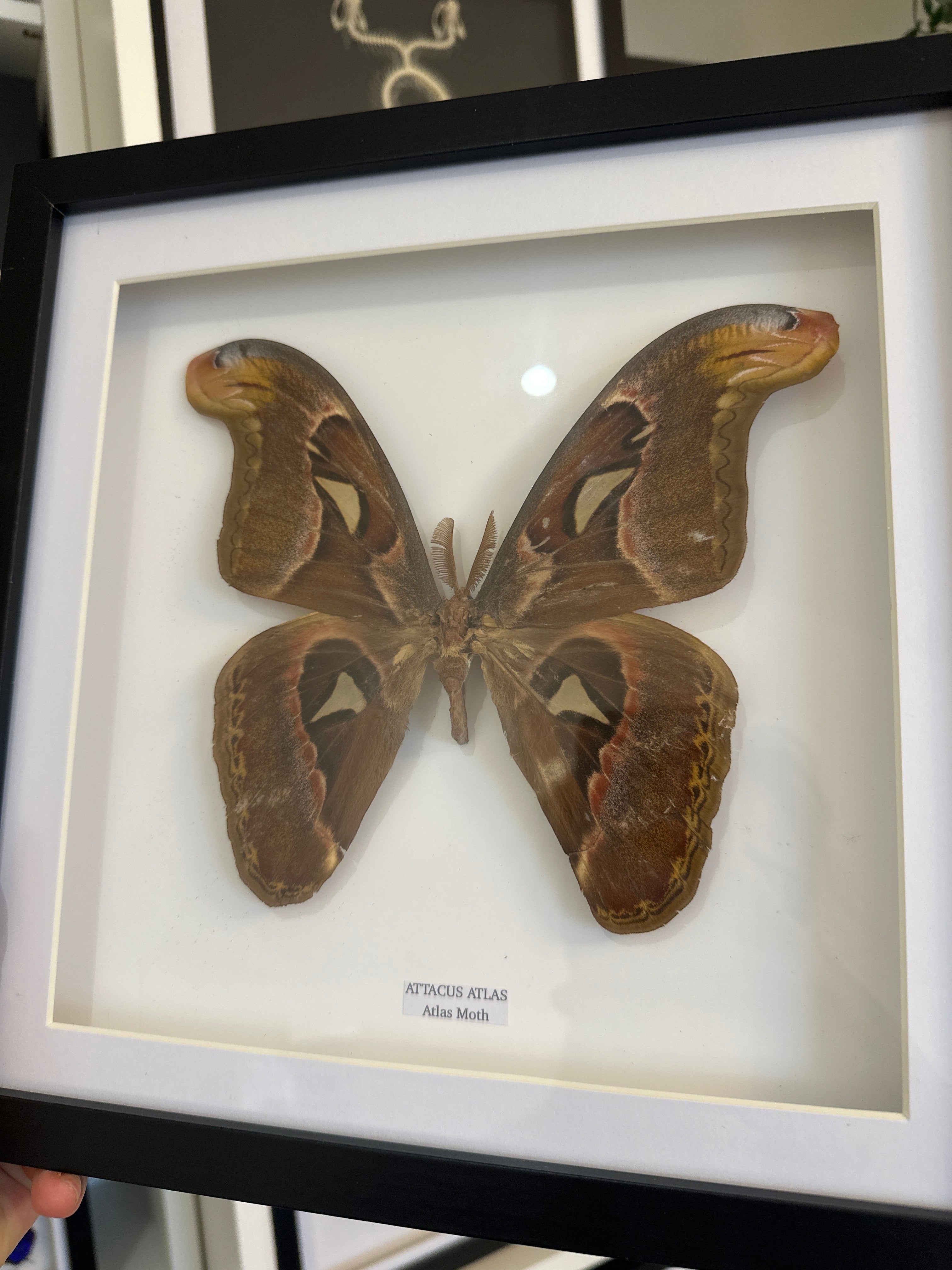 Giant Atlas Moth | Attacus Atlas | Large Frame • Taxidermy Entomology Home Decor Framed Art