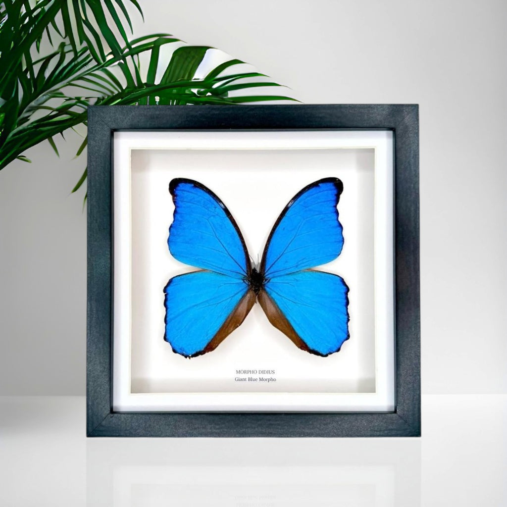 Giant Blue Morpho | Morpho Didius | Medium Frame • Taxidermy Entomology Home Decor Framed Art