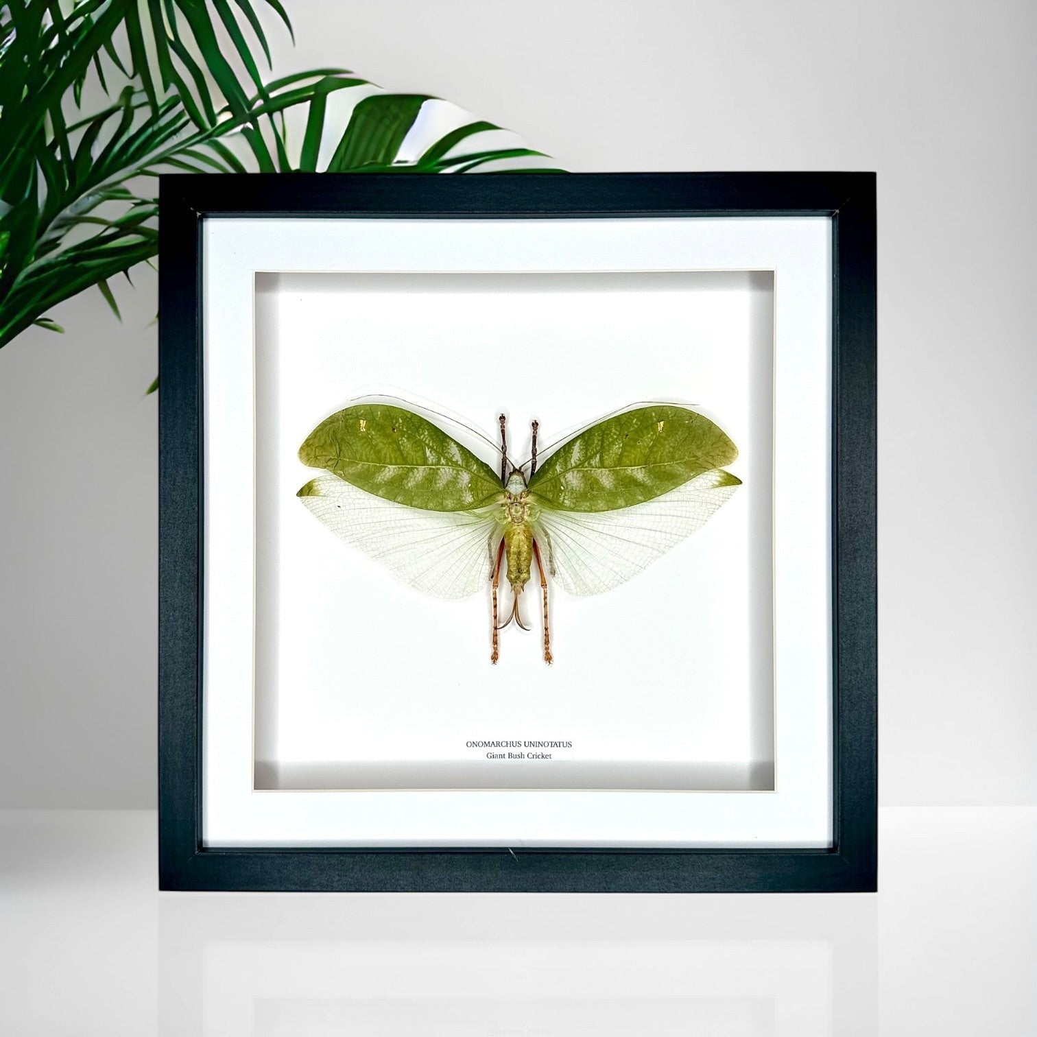 Giant Bush Cricket | Onomarchus uninotatus | Large deep black or white Frame - Taxidermy Entomology Home Decor Framed Natural Art handmade by cuteaholic gifts