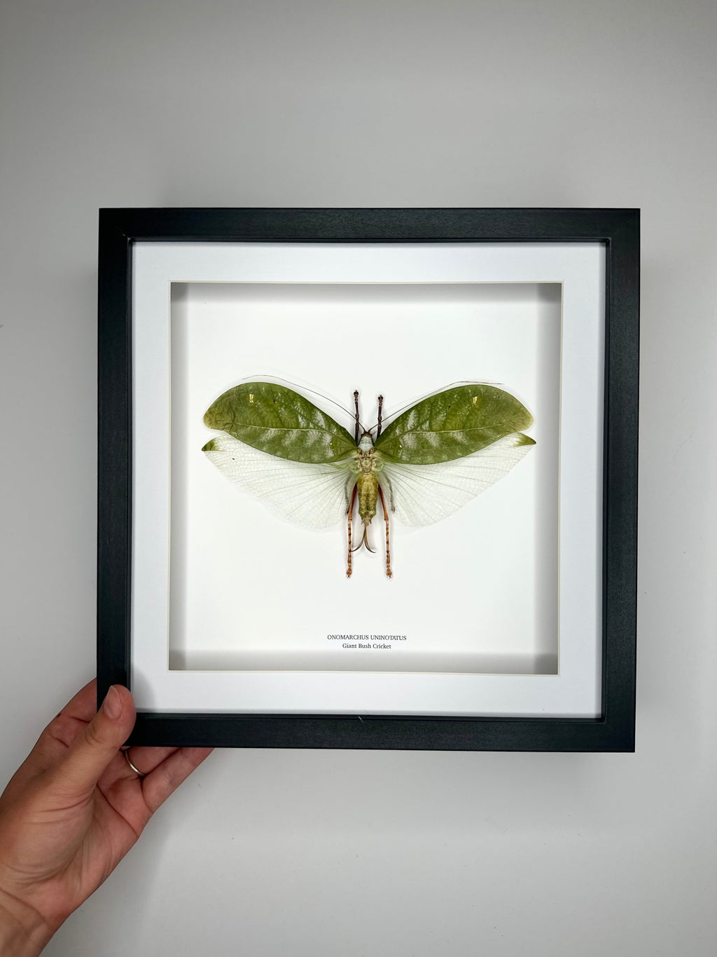 Giant Bush Cricket | Onomarchus uninotatus | Large deep black or white Frame - Taxidermy Entomology Home Decor Framed Natural Art handmade by cuteaholic gifts
