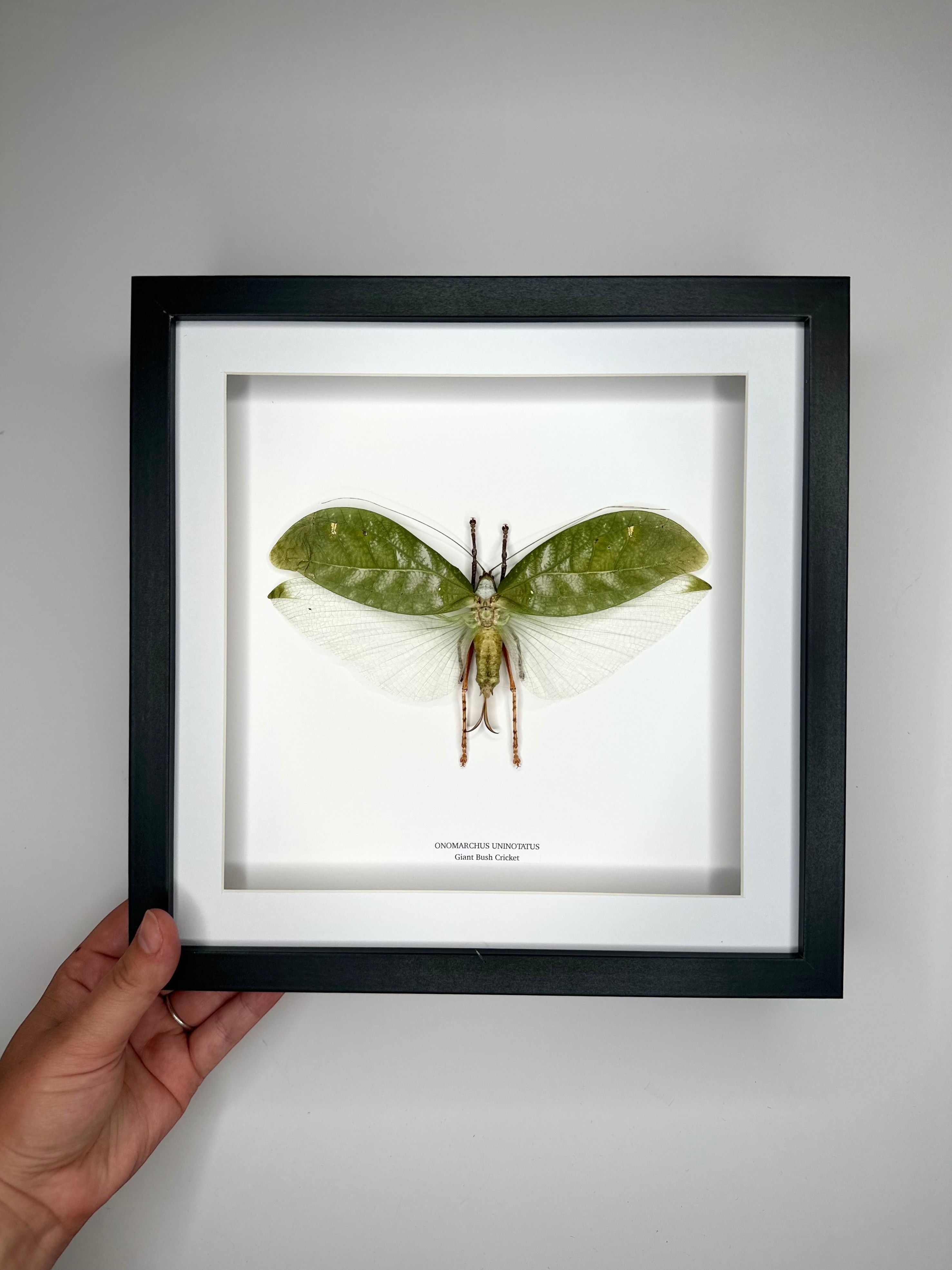 Giant Bush Cricket | Onomarchus uninotatus | Large deep black or white Frame - Taxidermy Entomology Home Decor Framed Natural Art handmade by cuteaholic gifts