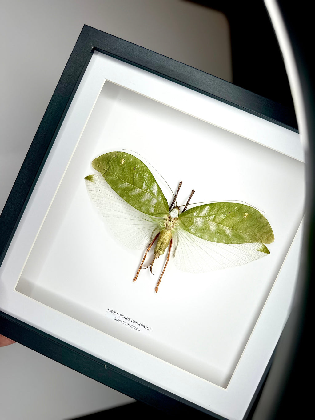 Giant Bush Cricket | Onomarchus uninotatus | Large deep black or white Frame - Taxidermy Entomology Home Decor Framed Natural Art handmade by cuteaholic gifts