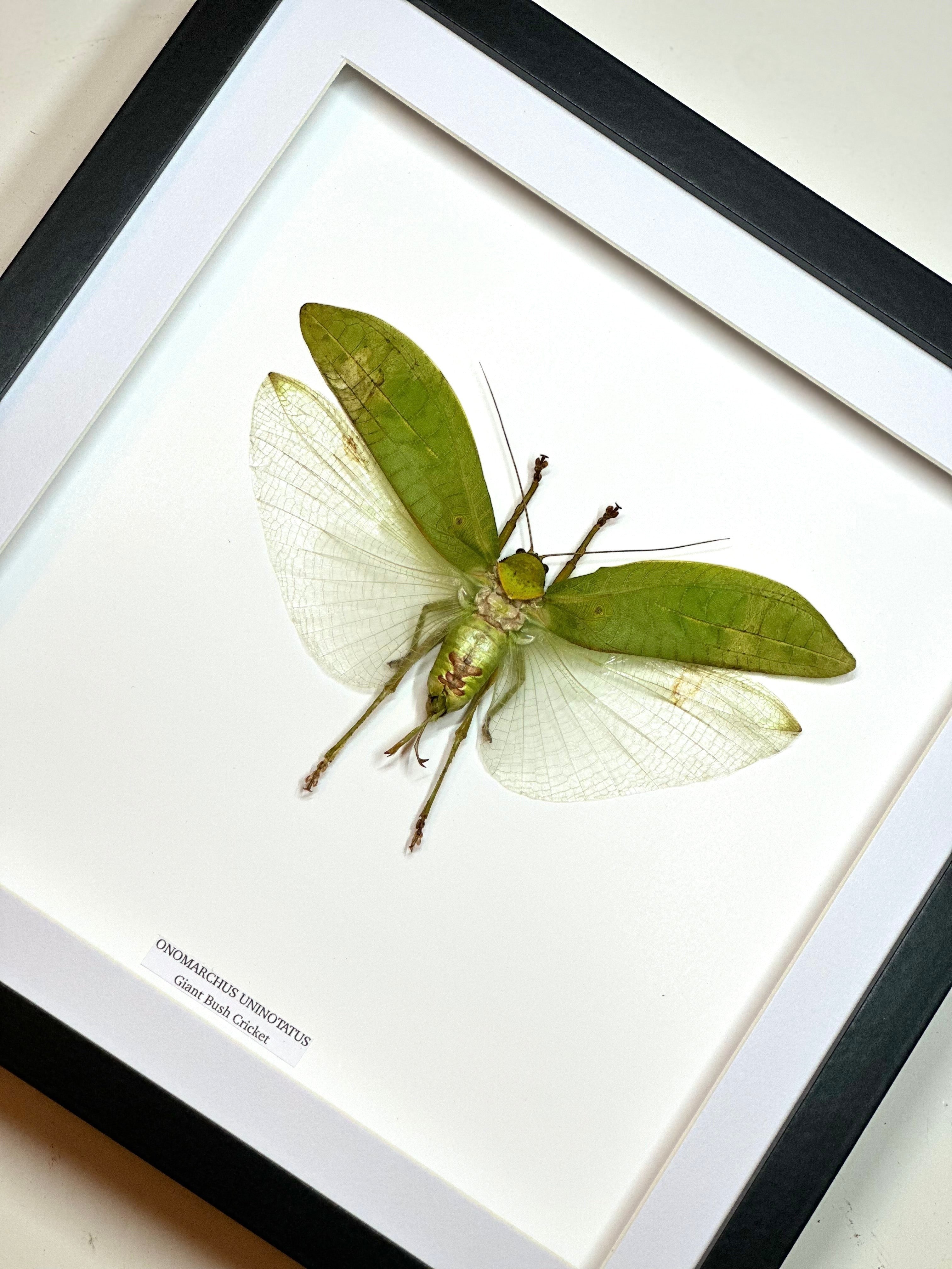 Cuteaholic framed Giant Bush Cricket taxidermy art. Features a large green and tan insect with delicate white wings, mounted on a white background within a black frame.