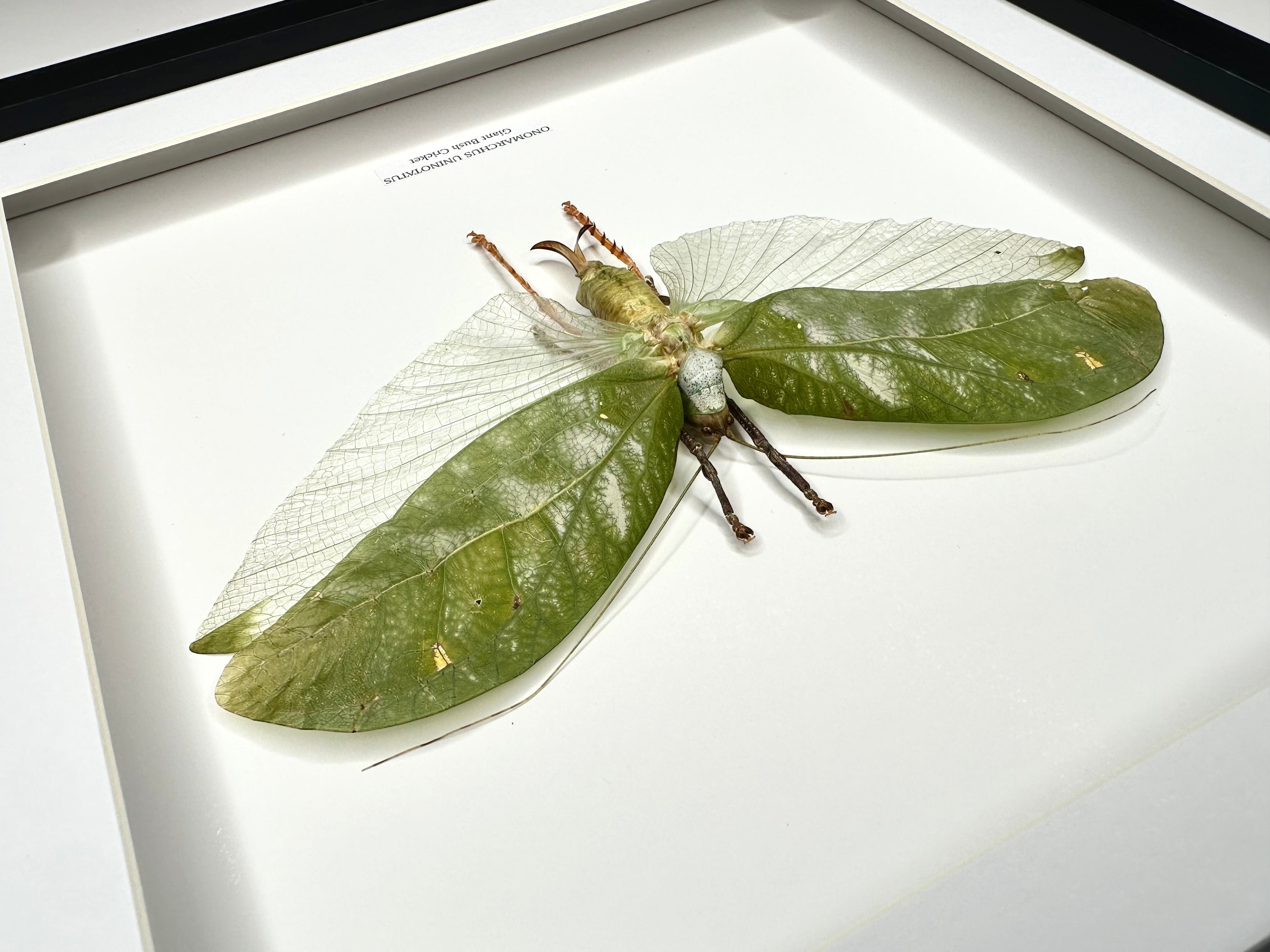 Giant Bush Cricket | Onomarchus uninotatus | Large deep black or white Frame - Taxidermy Entomology Home Decor Framed Natural Art handmade by cuteaholic gifts