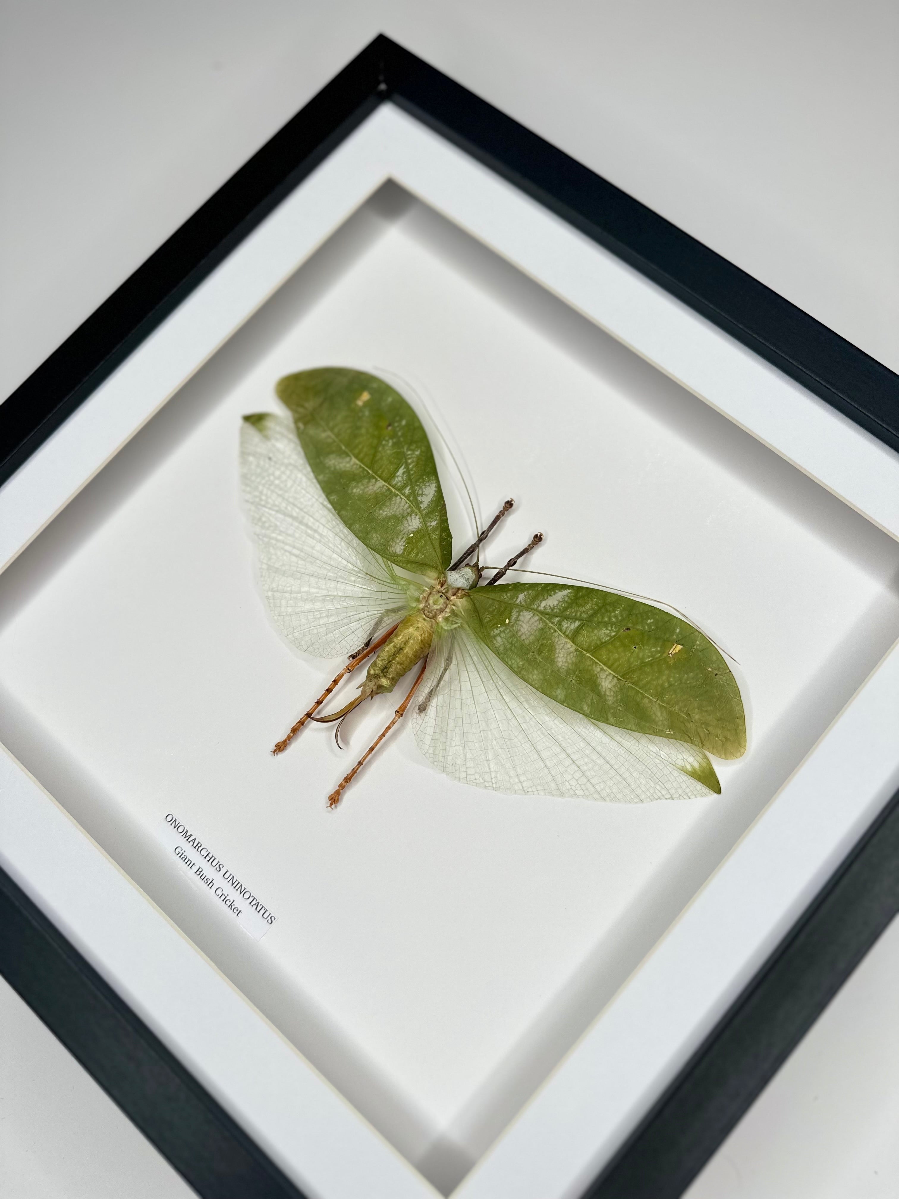 Giant Bush Cricket | Onomarchus uninotatus | Large deep black or white Frame - Taxidermy Entomology Home Decor Framed Natural Art handmade by cuteaholic gifts