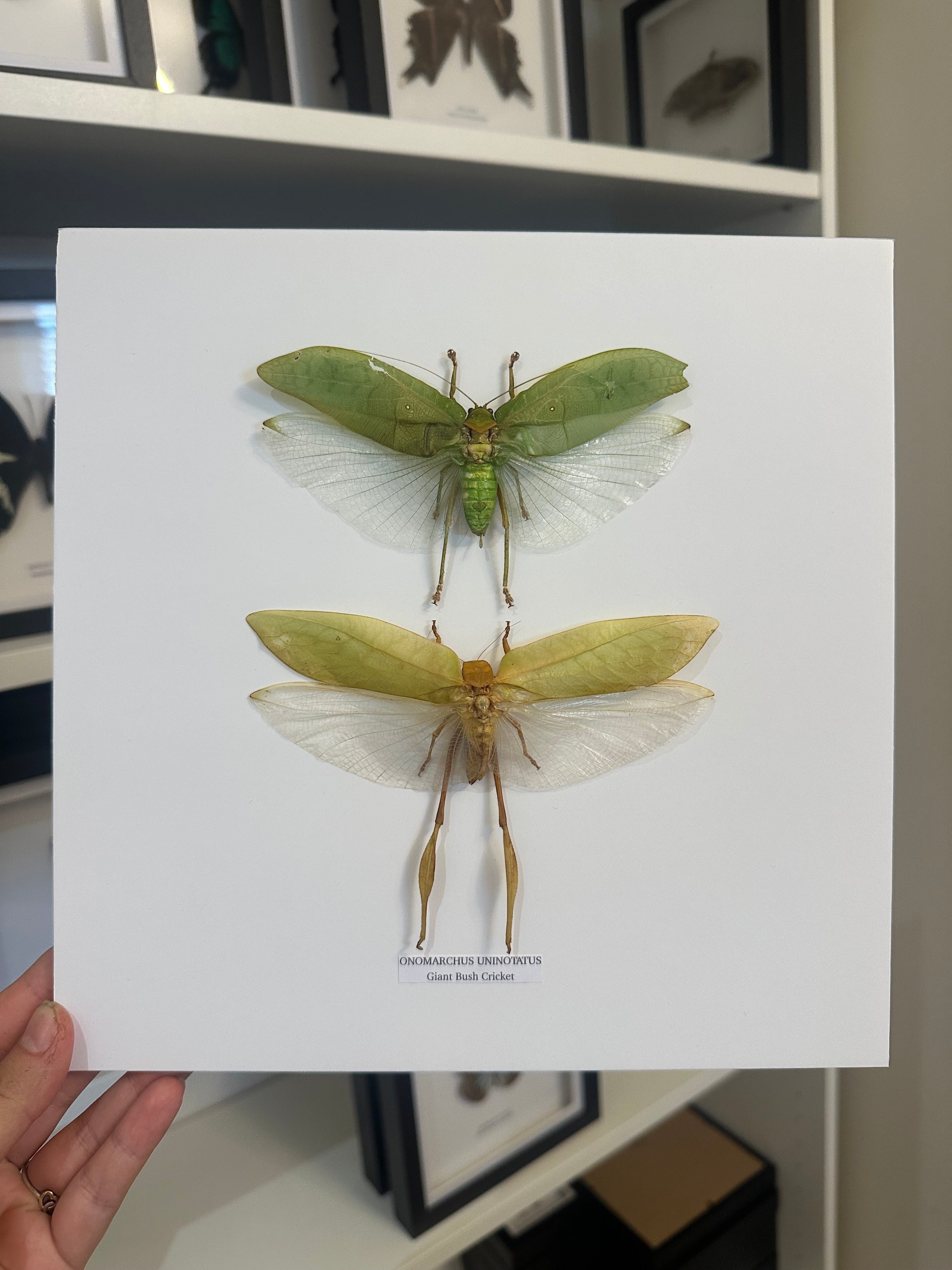Giant Bush Cricket | Onomarchus uninotatus | Large deep black or white Frame - Taxidermy Entomology Home Decor Framed Natural Art handmade by cuteaholic gifts