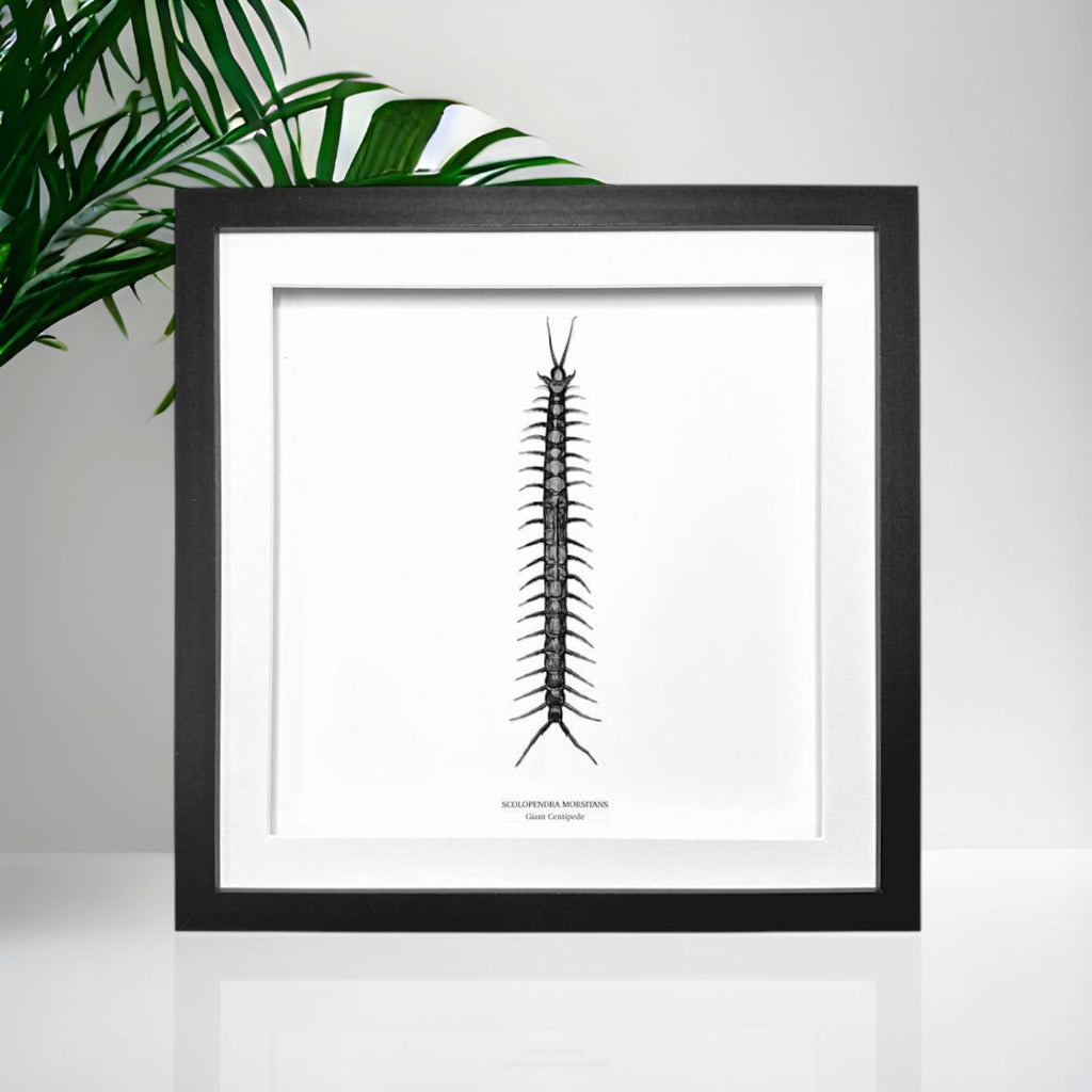 Giant Centipede | Scolopentra Morsitans | Large Frame • Taxidermy Entomology Home Decor Framed Art