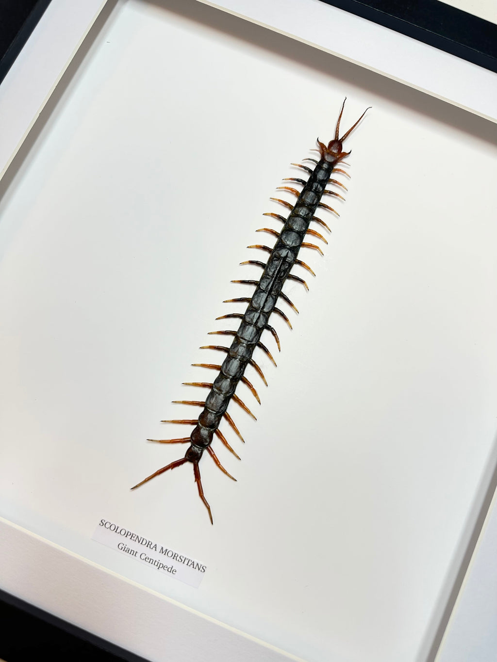 Giant Centipede | Scolopentra Morsitans | Large Frame • Taxidermy Entomology Home Decor Framed Art
