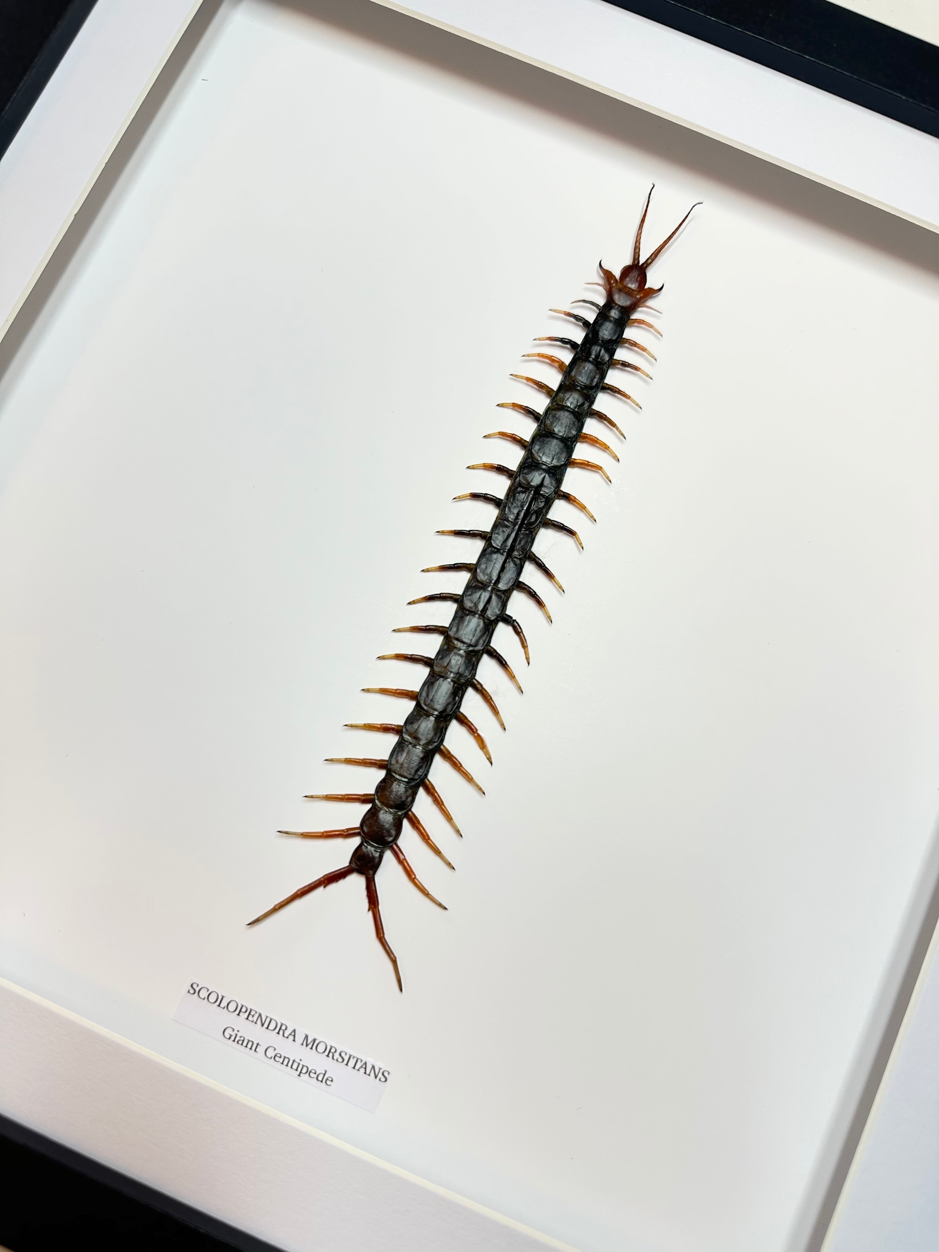 Giant Centipede | Scolopentra Morsitans | Large Frame • Taxidermy Entomology Home Decor Framed Art