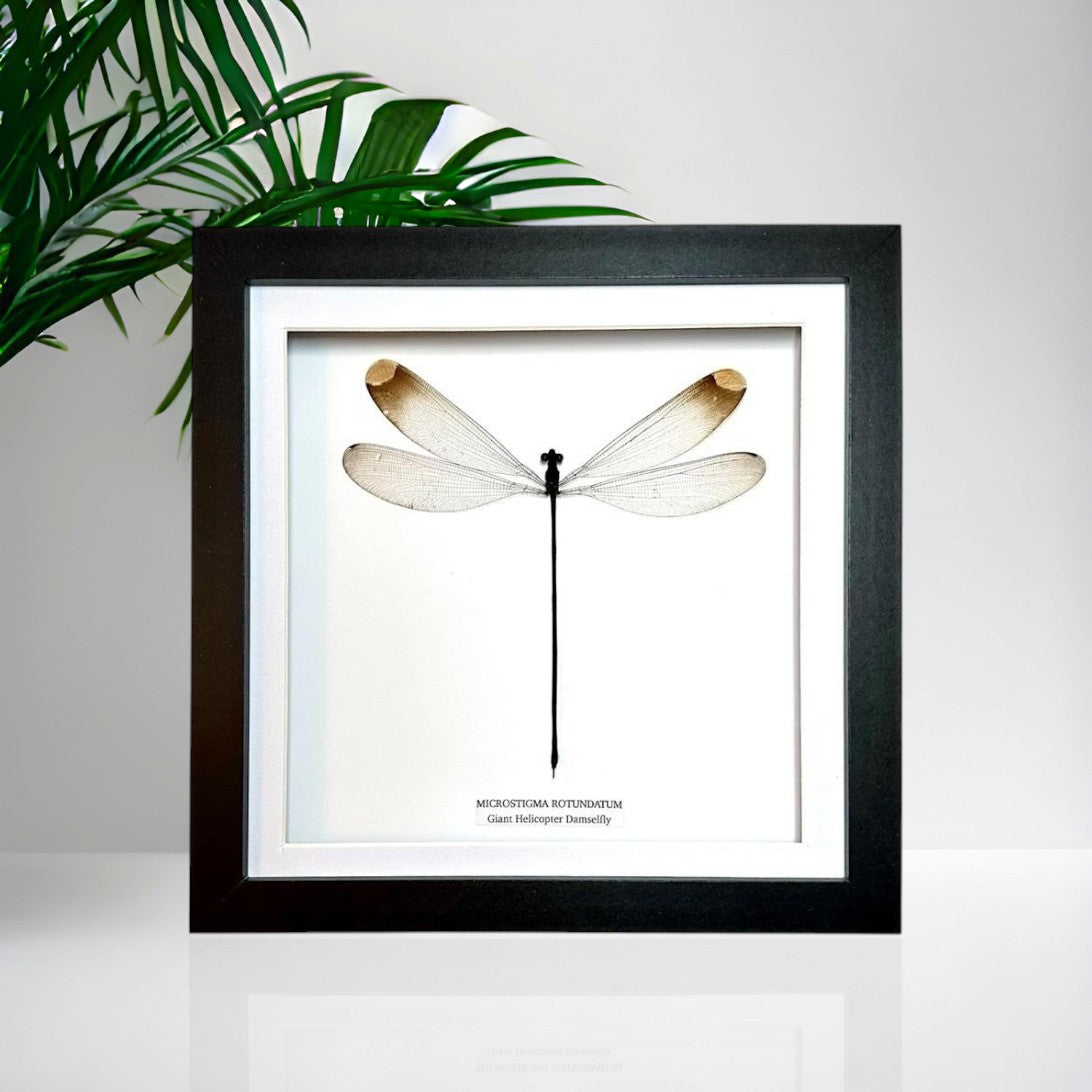 Giant Helicopter Damselfly • Medium Frame • Taxidermy Entomology Home Decor Framed Art