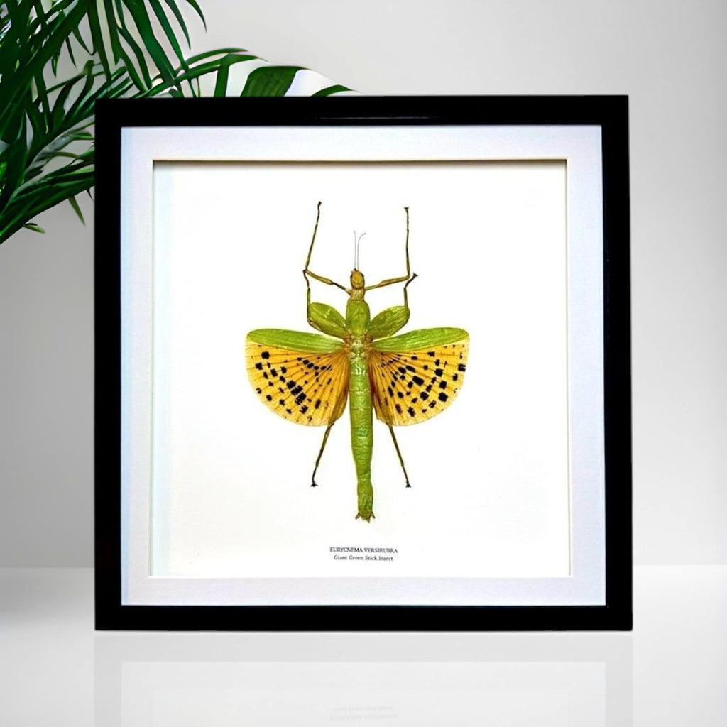 Giant Major Stick Insect | Large Frame Without Shadow Frame • Taxidermy Entomology Home Decor Framed Art
