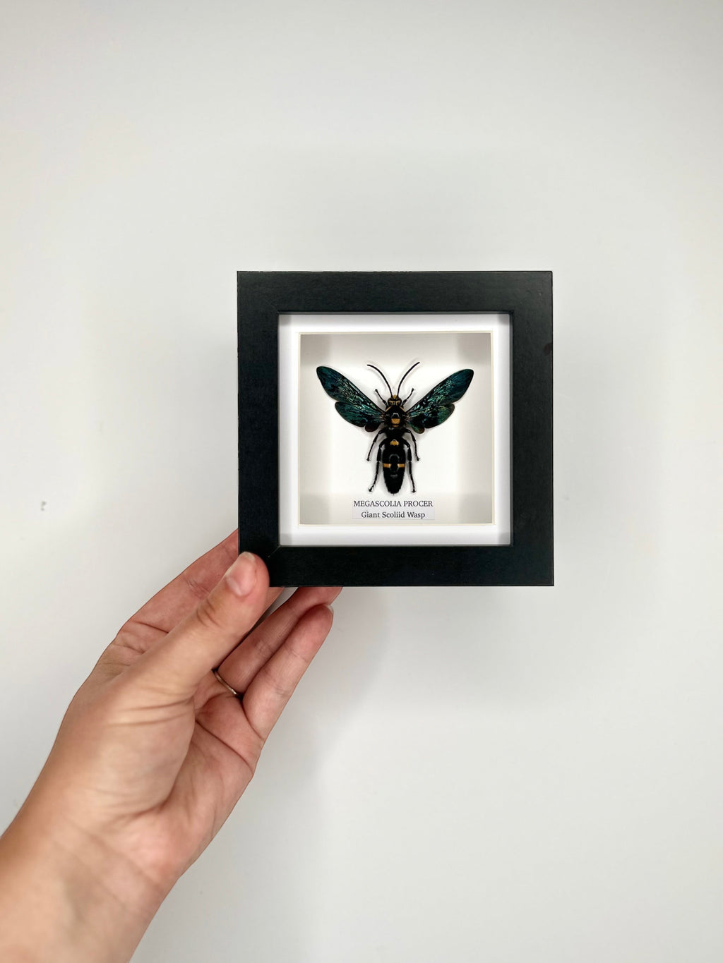 Giant Male Scoliid Wasp also known as Megascolia Procer, Natural Taxidermy Entomology Home Decor Hand made by cuteaholic gifts Framed in a Natural black shadow frame box frame made to Art