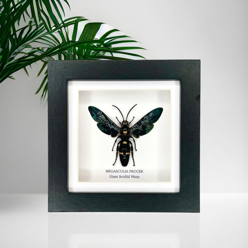 Giant Male Scoliid Wasp also known as Megascolia Procer, Natural Taxidermy Entomology Home Decor Hand made by cuteaholic gifts Framed in a Natural black shadow frame box frame made to Art
